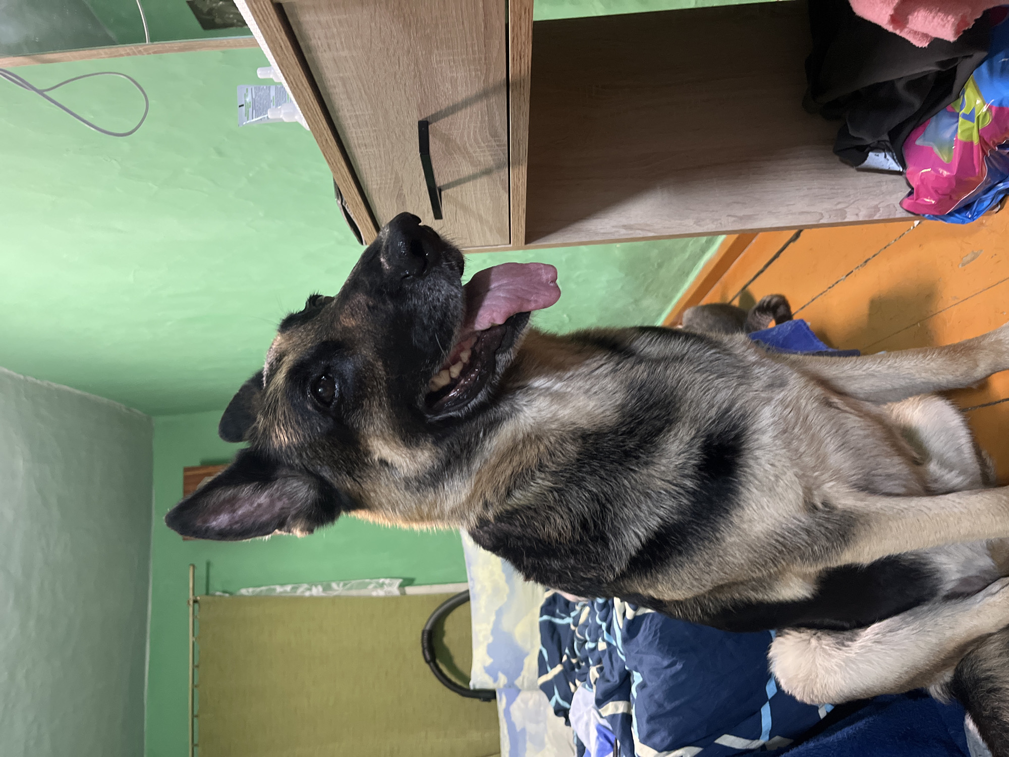 The image shows a German Shepherd dog sitting on an orange wooden floor in what appears to be a bedroom. The dog is facing to the right, with its tongue hanging out and its mouth open. The dog has black and tan fur and is a medium-sized breed.
In the background, there is a bed with blue and white bedding, and a green wall. To the right of the dog is a wooden dresser with a black drawer pull. On top of the dresser are some toiletries, including a tube of lotion and two small bottles. At the bottom right of the image, there are some clothes and a colorful plastic bag.
The overall impression of the scene is that it is a casual, indoor setting, likely a home. There is no indication of the specific location within the city of Nizhny Tagil, Russia, or any other geographical markers.