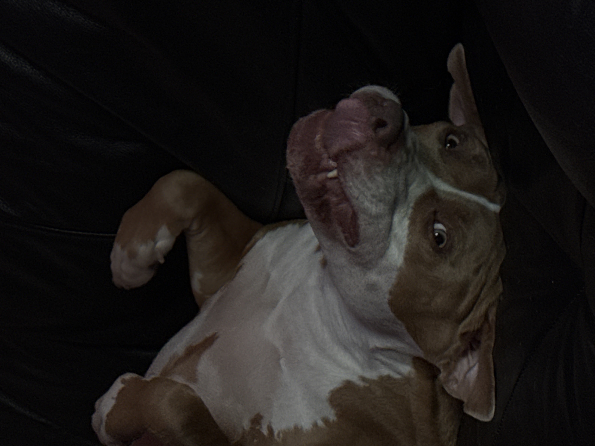 The image shows a brown and white pit bull type dog lying upside down on a dark, likely leather, surface. The dog's tongue is protruding, and its expression suggests playfulness. The environment is dimly lit. There is no information to suggest that the image was taken in Khimki, Russia.