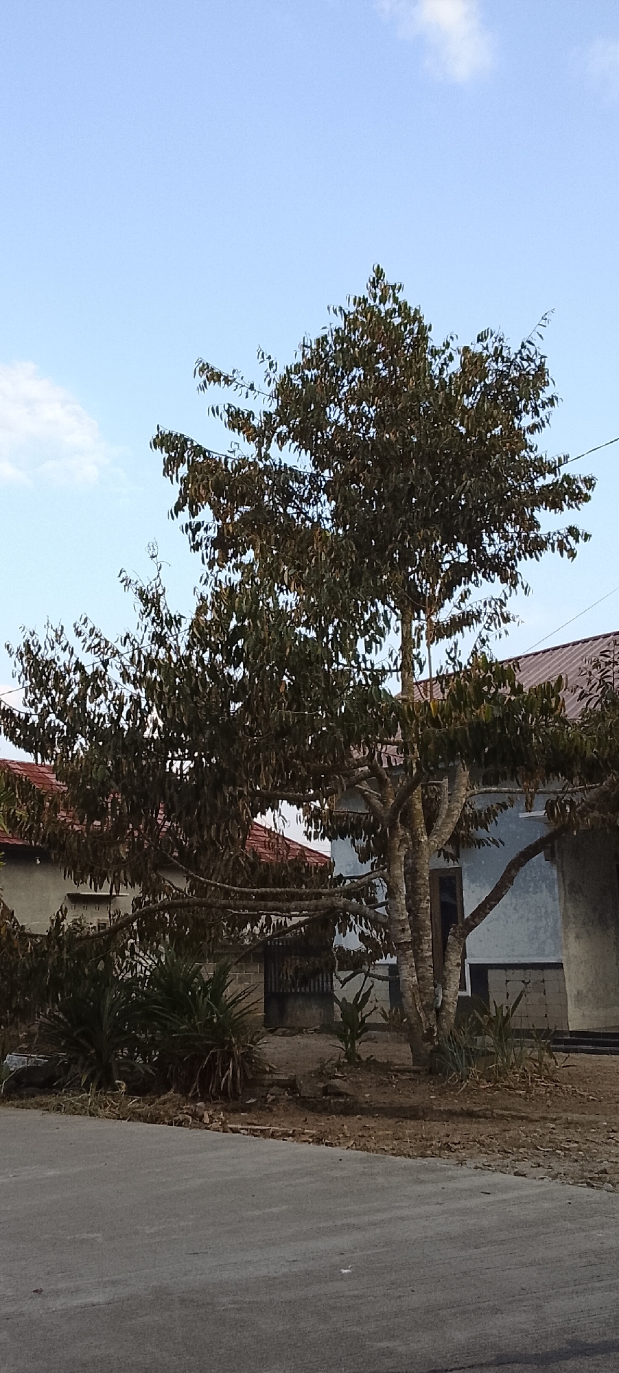 The image shows a large tree with a thick trunk and sparse foliage in front of two houses. The houses have red tile roofs and light-colored walls. The ground is covered with dirt and some sparse vegetation. A gray paved road is visible in the foreground. The sky is clear and blue with a few wispy white clouds. The scene appears to be a residential area in Padang Dalom, Indonesia.
