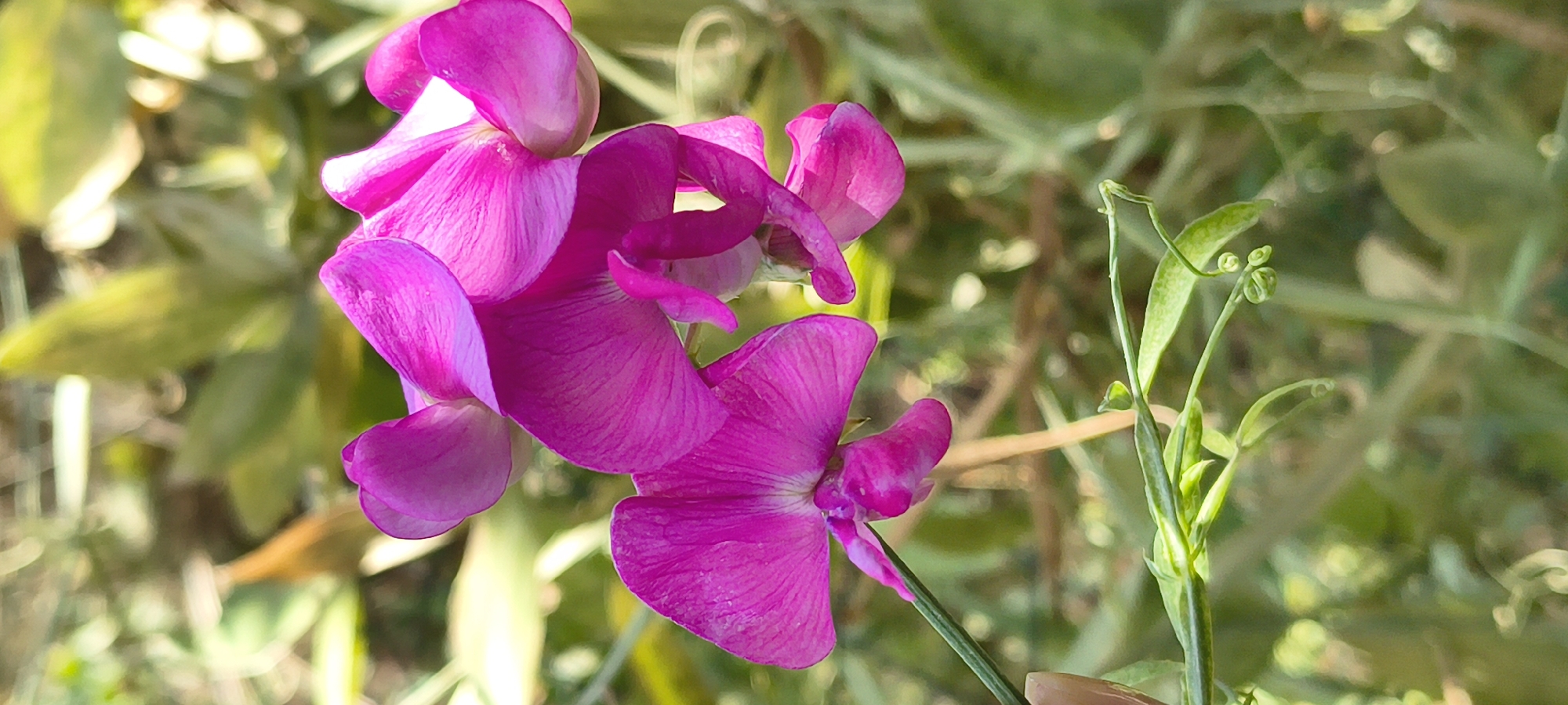 A close-up, vertical shot focuses on a cluster of bright pink sweet pea flowers with delicate petals and visible veins. The flowers are in full bloom, with some buds also present. They are attached to a thin green stem, which extends to the left edge of the frame. In the foreground, a curling green tendril is visible. The background is softly blurred, showing a mix of green foliage and hints of brown and yellow, suggesting an outdoor, natural setting. The lighting appears to be natural daylight, creating soft shadows and highlighting the vibrant colors of the flowers. There are no people or specific landmarks visible in the image that would indicate its location within the city of Mykolaiv, Ukraine, or any other specific geographical area.