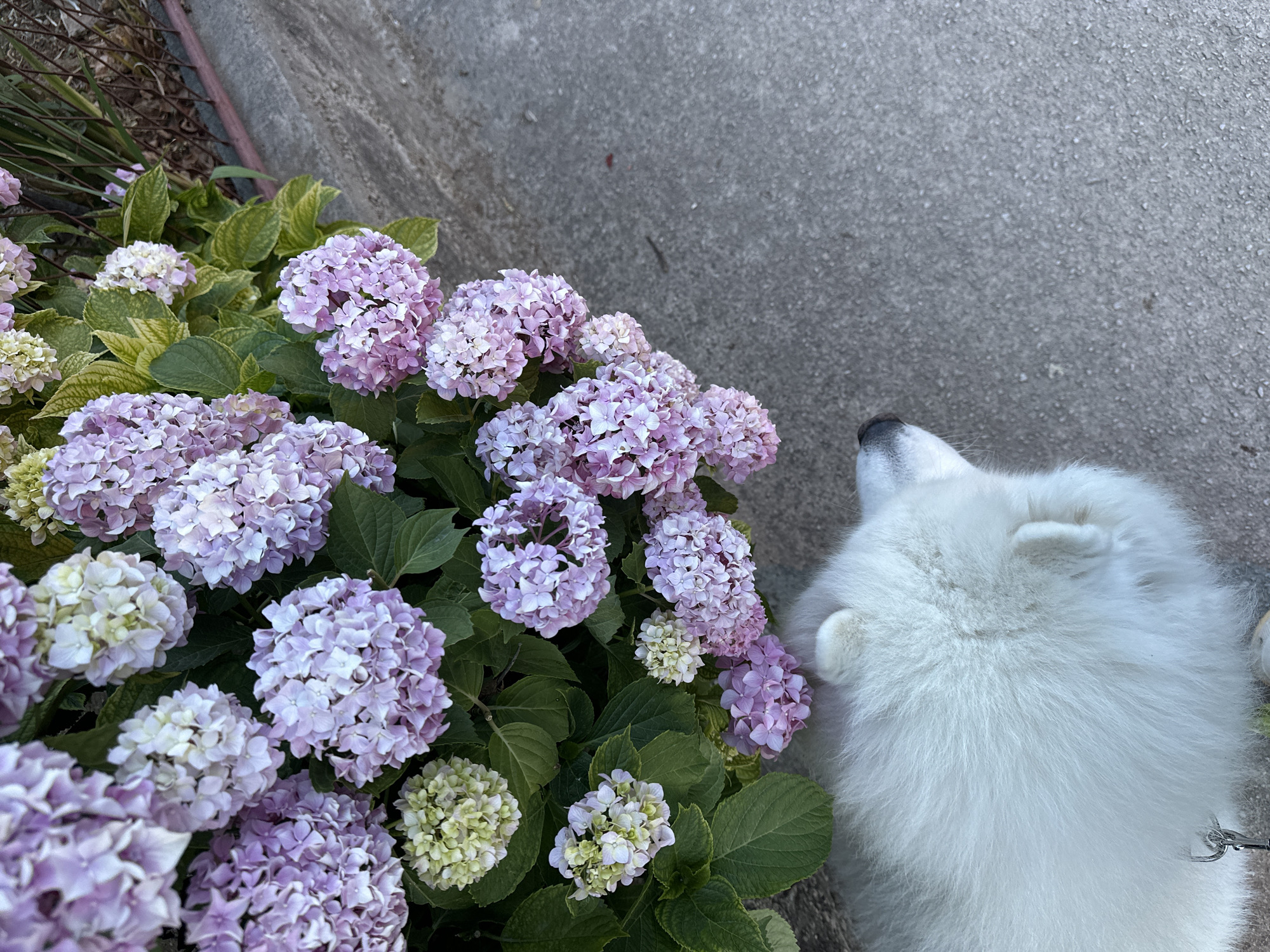 A close-up, top-down shot shows a vibrant bush of lavender and white hydrangeas alongside a section of gray concrete, possibly a sidewalk or pavement. A fluffy, white dog, possibly a Samoyed, is positioned next to the flowers. The dog's head is visible, its nose pointing towards the upper-right corner of the image. The edge of a garden bed is partially visible along the top left of the frame. This scene could be in Šušanj, Montenegro, however, there is no concrete indication of the city and this is likely not its location.