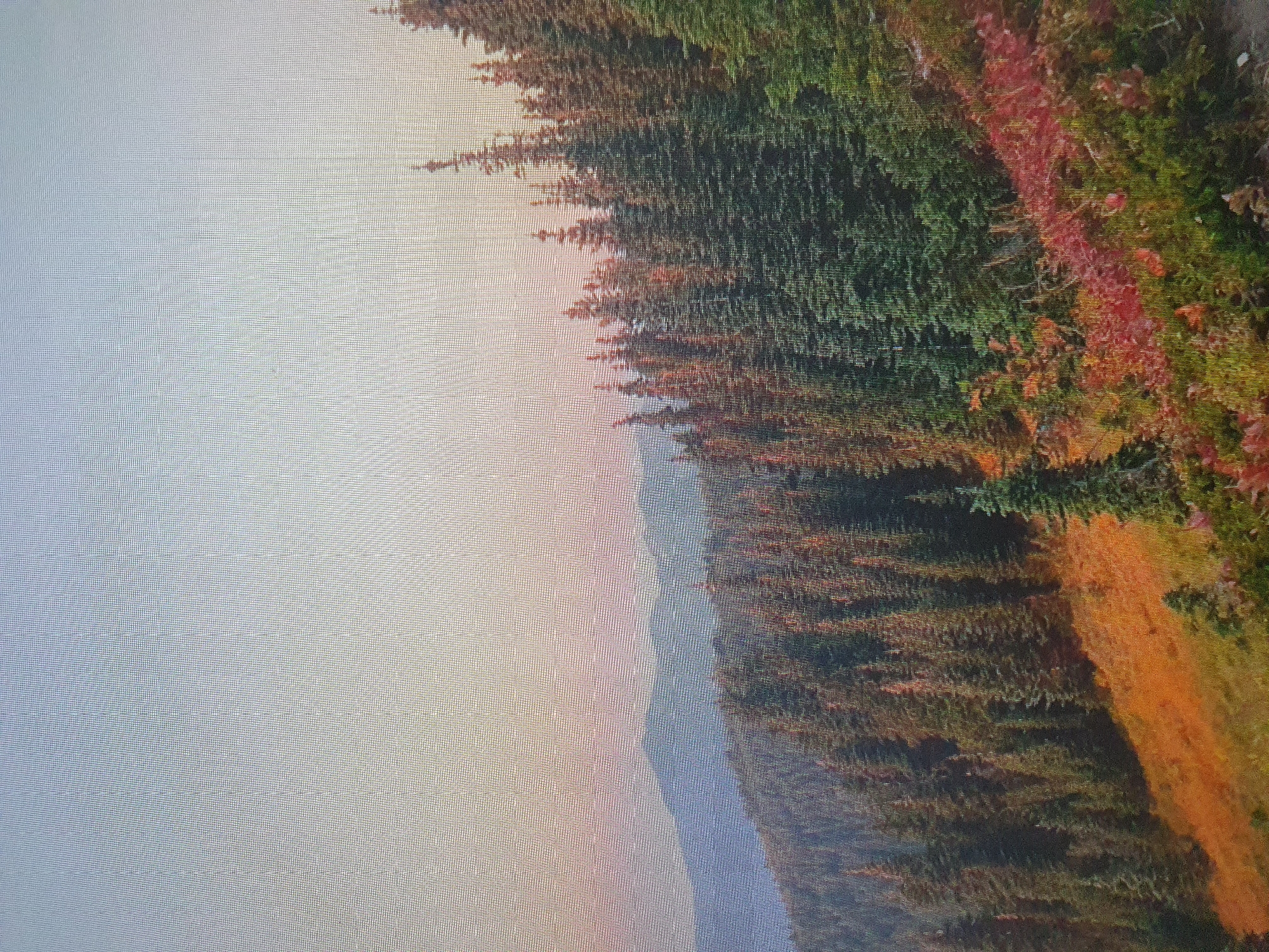 The image depicts a vast, mountainous landscape covered in a dense forest of evergreen trees. The trees are tall and pointed, with dark green foliage. In the foreground, the ground is covered in a mix of dry, golden grass and patches of vibrant red and orange foliage, suggesting an autumn scene. The sky transitions from a pale blue at the top to a soft pink and orange hue closer to the horizon, indicating either sunrise or sunset. In the distance, a range of muted blue mountains is visible, partially obscured by haze. The overall impression is one of a serene and natural wilderness. The image does not contain any elements that would suggest a location within the city of Tashkent, Uzbekistan; rather, it appears to be a natural mountainous environment.