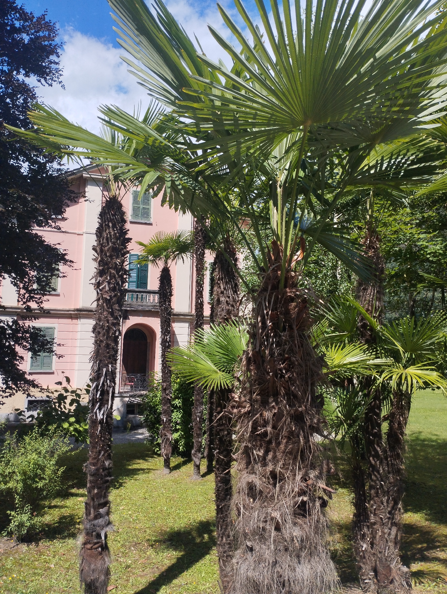 The image depicts a sunny scene featuring a cluster of palm trees in the foreground, with a light pink building partially visible behind them. The building has green shutters on its windows and a balcony with a railing. The ground is covered in green grass, and shadows are cast by the palm trees. The sky is blue with scattered white clouds. The setting appears to be a garden or park area adjacent to the building. The location is identified as Biasca, Switzerland.