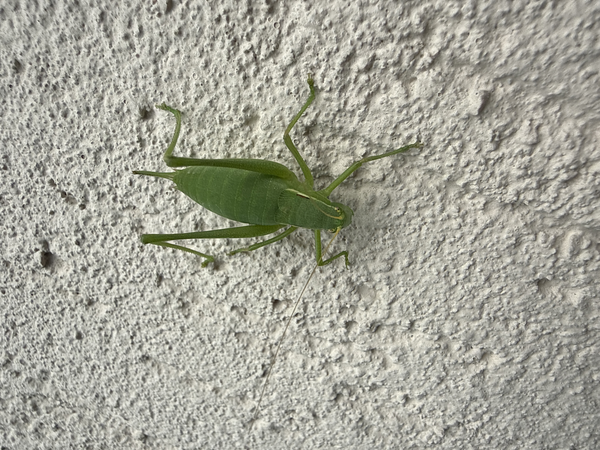 A bright green katydid is clinging to a rough, white textured wall. The insect is positioned in the center of the frame, with its body oriented diagonally from the upper left to the lower right. Its long antennae extend to the left, nearly reaching the edge of the image. The katydid's legs are splayed out, gripping the textured surface of the wall. The wall itself appears to be an exterior surface, with a porous and uneven finish. The lighting suggests it is daytime, with soft shadows indicating a diffused light source. The overall scene is one of a single insect in its natural habitat, on a building exterior. The specific location of Sulitsa, Bulgaria, is not visually evident from the image itself; this information is external to the visual content.