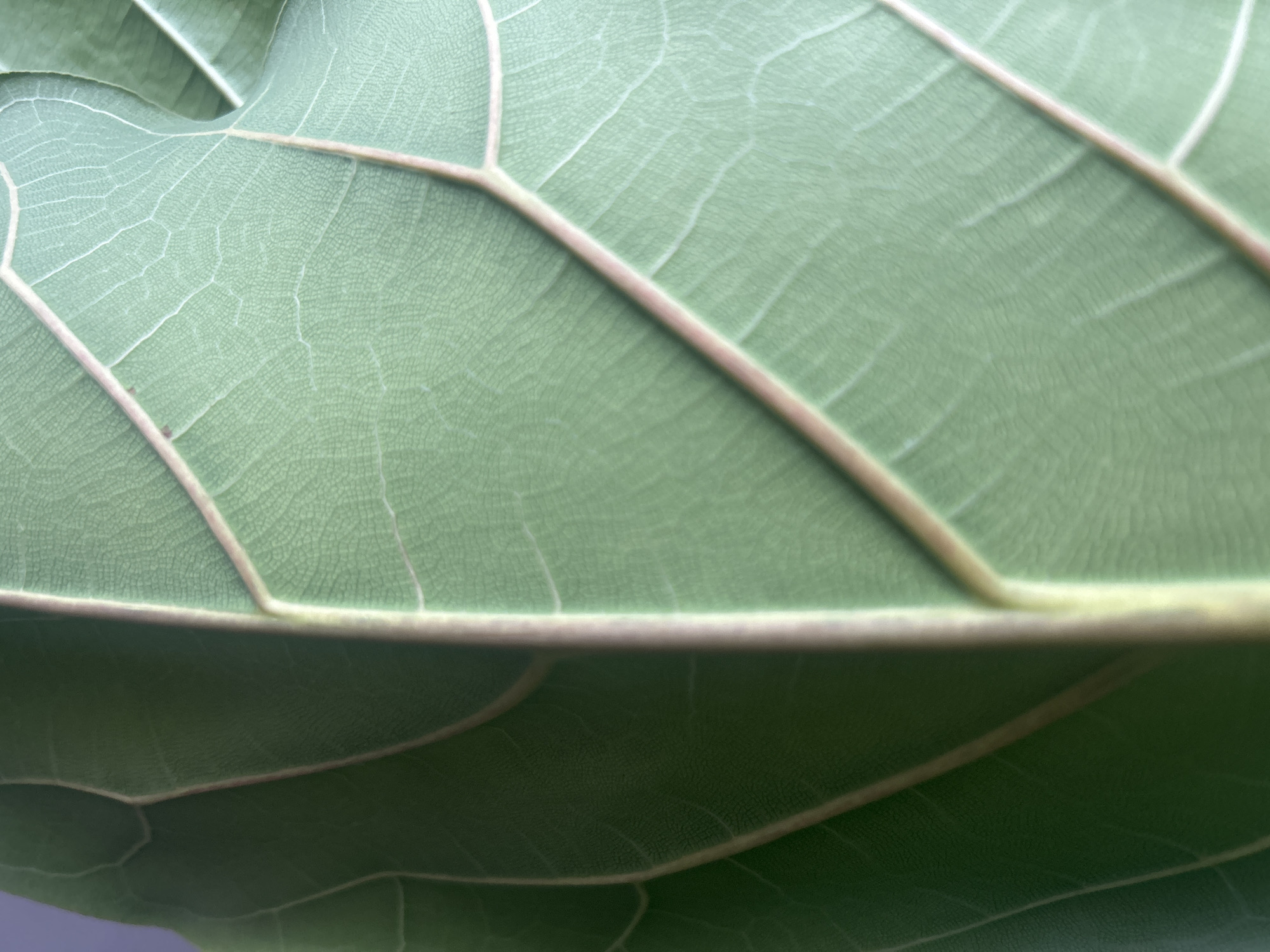 The image is an extreme close-up of a large, green leaf, likely from a Fiddle Leaf Fig plant. The leaf has prominent, light-colored veins running through it, creating a textured pattern. The focus is on the intricate details of the leaf's surface, showing the fine network of smaller veins. There is no discernible location in Vilnius, Lithuania, as the image solely focuses on the leaf's texture and structure. No people, actions, or interactions are visible.