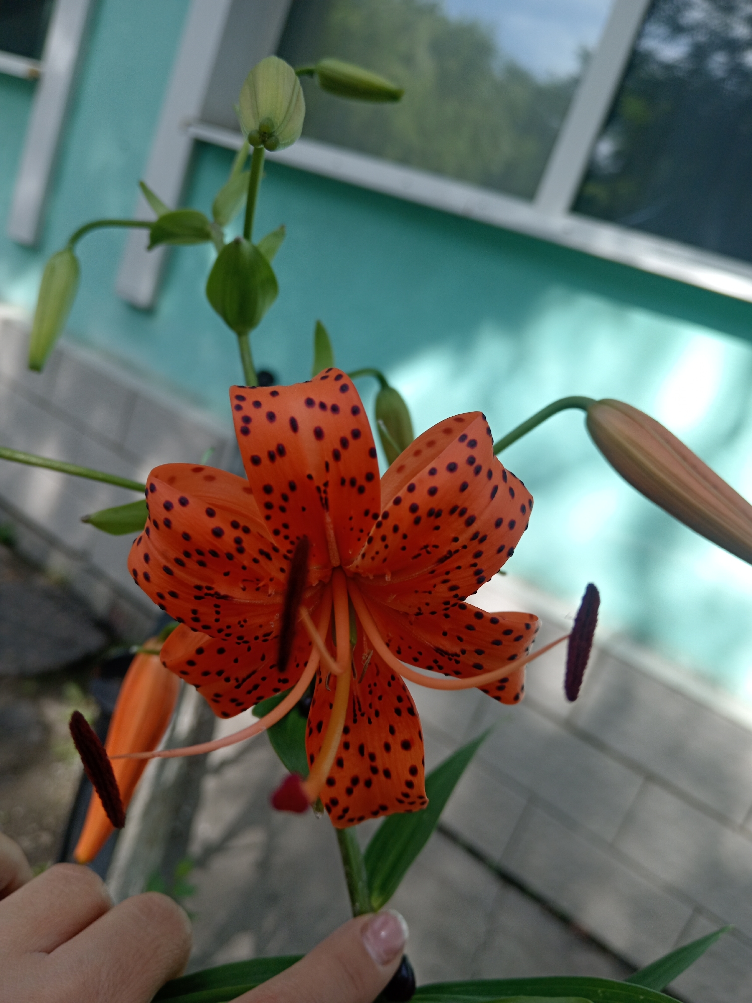 An extreme close-up shows a vibrant orange lily with dark spots. The lily is in focus in the center of the frame, with its petals unfurling. Several green buds and leaves surround the bloom. In the background, a turquoise wall is visible, with a window reflecting green foliage. The bottom of the frame shows a person's hand and fingers reaching towards the lily. The scene appears to be outdoors, possibly in a garden. The image is likely a photograph taken in Belogorsk, Russia, given the context.