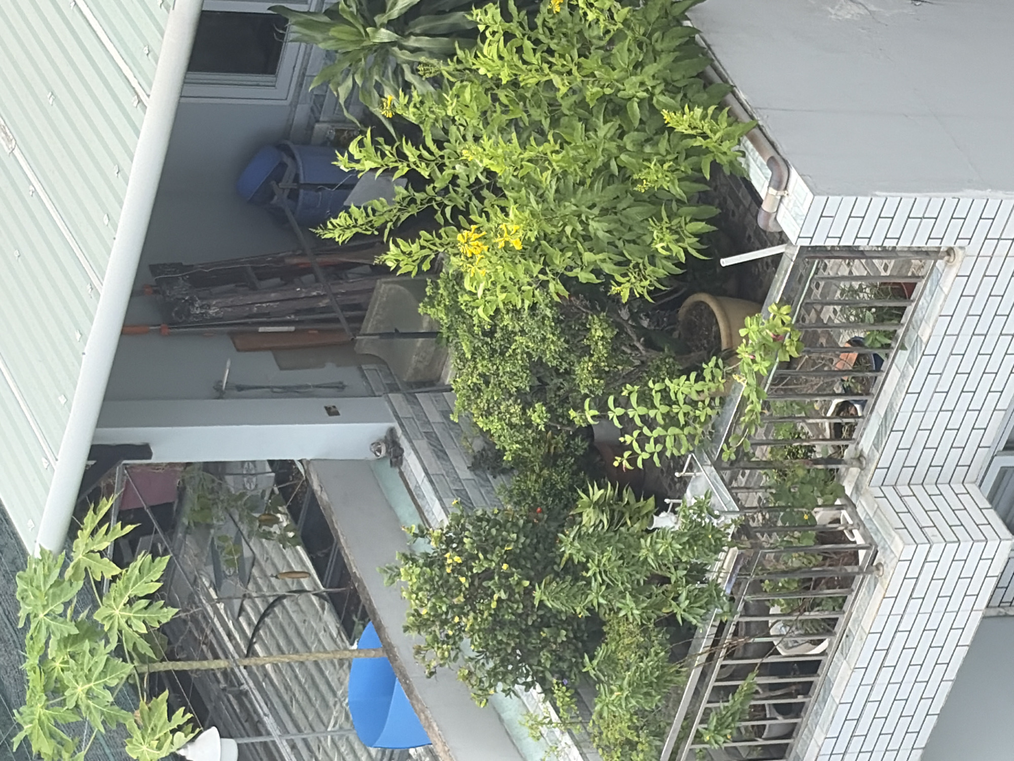 The image captures an outdoor scene, likely a balcony or rooftop garden, within a residential area in Thủ Đức, Vietnam. The perspective is slightly elevated, looking down into a densely planted space.
The primary subjects are numerous green plants, encompassing various shrubs and potted flora. A prominent plant with large, multi-lobed leaves, identifiable as a papaya plant, is visible on the left side. Several other plants feature clusters of small, bright yellow flowers, adding a touch of color to the verdant landscape. These plants are housed in a mix of brown and white pots, arranged on various surfaces and shelves.
Architectural elements include a building exterior featuring white tiles arranged in a brick-like pattern, topped by a metal railing that defines the edge of the balcony or terrace. A light green corrugated metal roof is visible towards the top of the frame, belonging to an adjacent structure or another section of the same building. A grey drainage pipe descends along one of the tiled walls.
Among the objects present are a bright blue plastic barrel or container tucked away in the upper left background, and a partially visible blue umbrella below the papaya plant. Some stacks of wooden planks or debris are also discernible.
No people are visible, and no specific activity or event is taking place. The scene appears to be well-lit by natural light, indicating it is daytime with clear weather conditions. There is no visible text within the image.