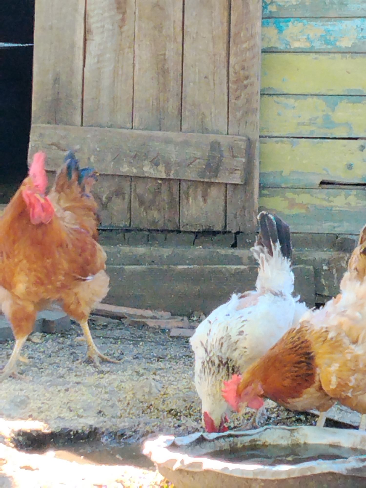 The image shows three chickens near a wooden structure in Ustyvytsia, Ukraine. The chickens are pecking at feed scattered on the ground. One chicken in the foreground is mostly brown and white, with its head down feeding. Behind it, a white chicken with brown speckles is also feeding. To the left, another brown chicken with a red comb is facing away from the camera. The background consists of a weathered wooden door and a wall made of horizontal planks painted in various shades of yellow and blue. The ground is covered with small stones and scattered feed. The scene appears to be outdoors, possibly in a farmyard or rural setting.