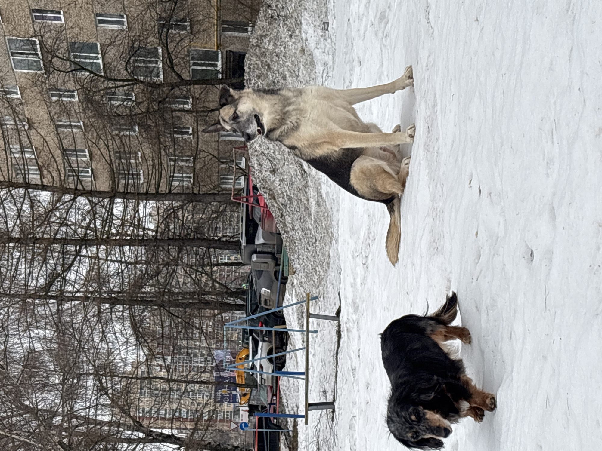 The image shows two dogs in a snowy outdoor setting, likely a residential area based on the presence of apartment buildings and parked cars in the background. The foreground features a large dog with tan and dark gray fur in a seated position, appearing to be vocalizing or growling, with its mouth open and teeth visible. A smaller, long-haired dachshund is standing on the snow-covered ground, seemingly alert to the other dog. Bare trees, playground equipment, and parked vehicles are visible.
Based on the background details, the location is in Izhevsk, Russia.
