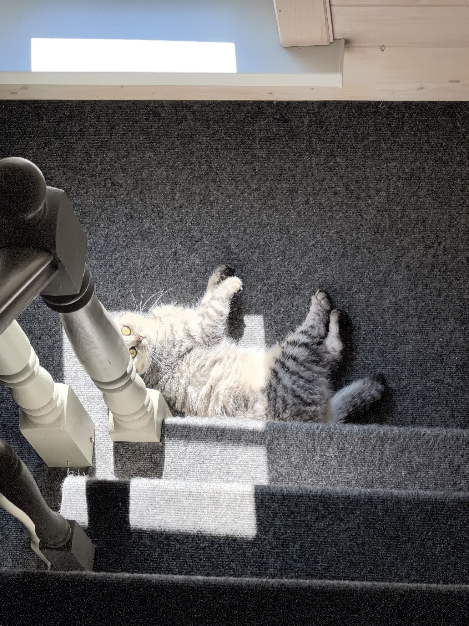 The image shows a cat lying on its back on a carpeted staircase. The cat is a dilute calico with light grey, white, and black tabby markings. It has bright yellow eyes and is looking up towards the camera. Sunlight is streaming in from the top left of the image, casting shadows on the stairs and the cat. A wooden handrail is visible on the left side of the image. The environment appears to be indoors, likely a home, with the staircase leading up to a landing with a skylight or window. The specific location in Опенок-1 Снт, Russia cannot be determined from the image.
