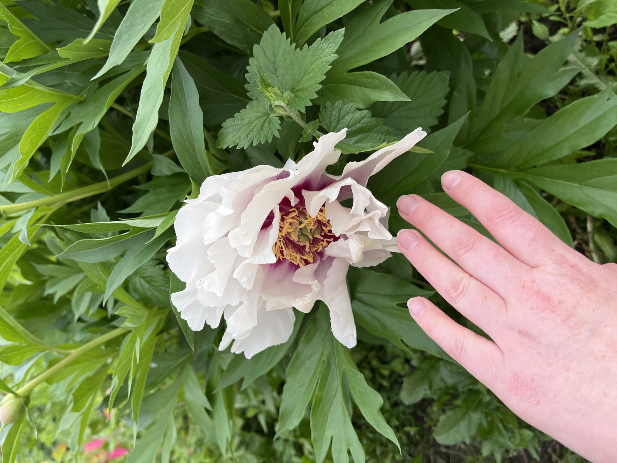 An overhead shot shows a pale pink and white peony flower, partially open, surrounded by lush green foliage. A light-skinned hand with freckles is positioned in the lower left corner of the frame, with the fingertips gently touching some of the flower's petals. The background is filled with out-of-focus green leaves and a hint of soil. The image appears to be taken outdoors, likely in a garden setting, with the natural light illuminating the scene. There is no specific indication of the city of Olkhovka, Russia, within the image itself.