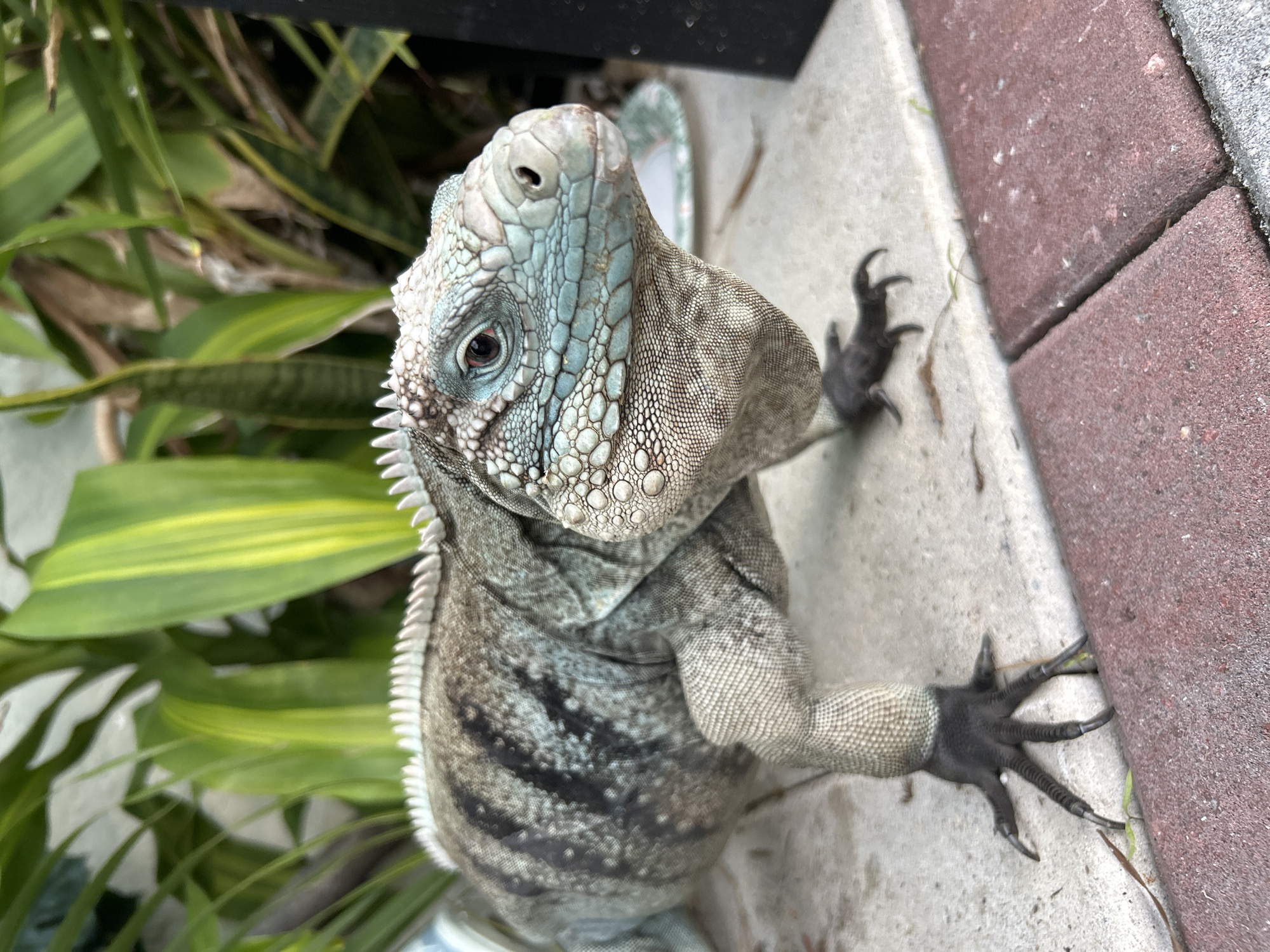 A close-up, high-angle shot depicts an iguana clinging to a concrete ledge, with a brick border on the right and green vegetation to the left. The iguana is light gray with darker stripes on its body, a light blue-tinged head, and dark claws gripping the ledge. The scene is outdoors, with the concrete ledge appearing to be part of a building or patio. Given the prevalence of iguanas in Cape Coral, United States of America, the location is likely within this city.