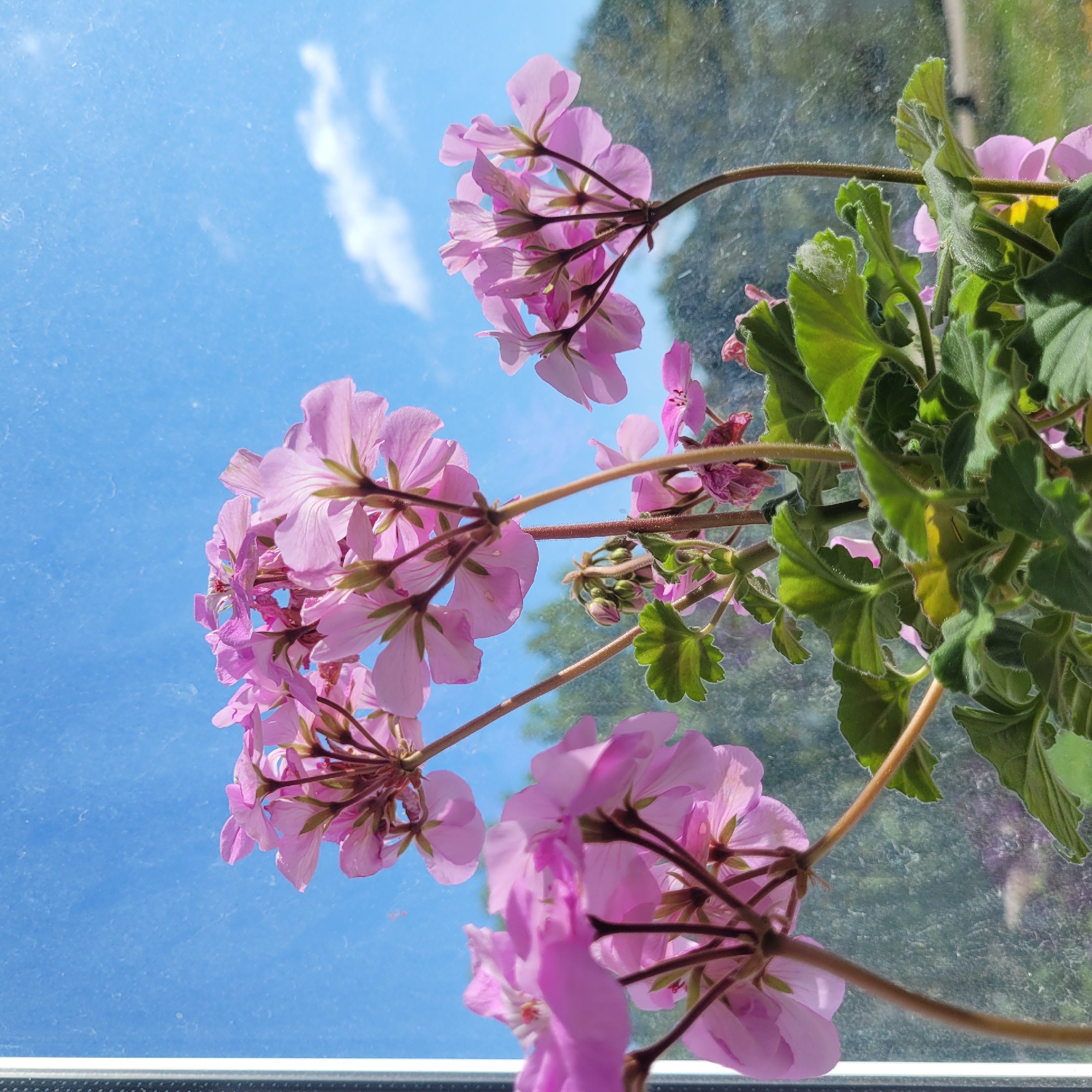 A low-angle, medium shot captures a cluster of pink geraniums in bloom, positioned in front of a window with a bright blue sky visible through it. The flowers are the primary focus, with their delicate petals and stems rendered in sharp detail. The windowpane exhibits a dusty or smudged texture, subtly obscuring the background. Beyond the window, a blurred landscape of green foliage and trees is discernible, suggesting an outdoor environment. The presence of a vertical white frame on the left edge of the image indicates the flowers are likely indoors, viewed from within. The scene has a naturalistic, slightly soft focus, evoking a peaceful, domestic setting. The image does not contain any people or visible action. There is no specific information or context provided to place the image in Jūrmala, Latvia, or any other location.