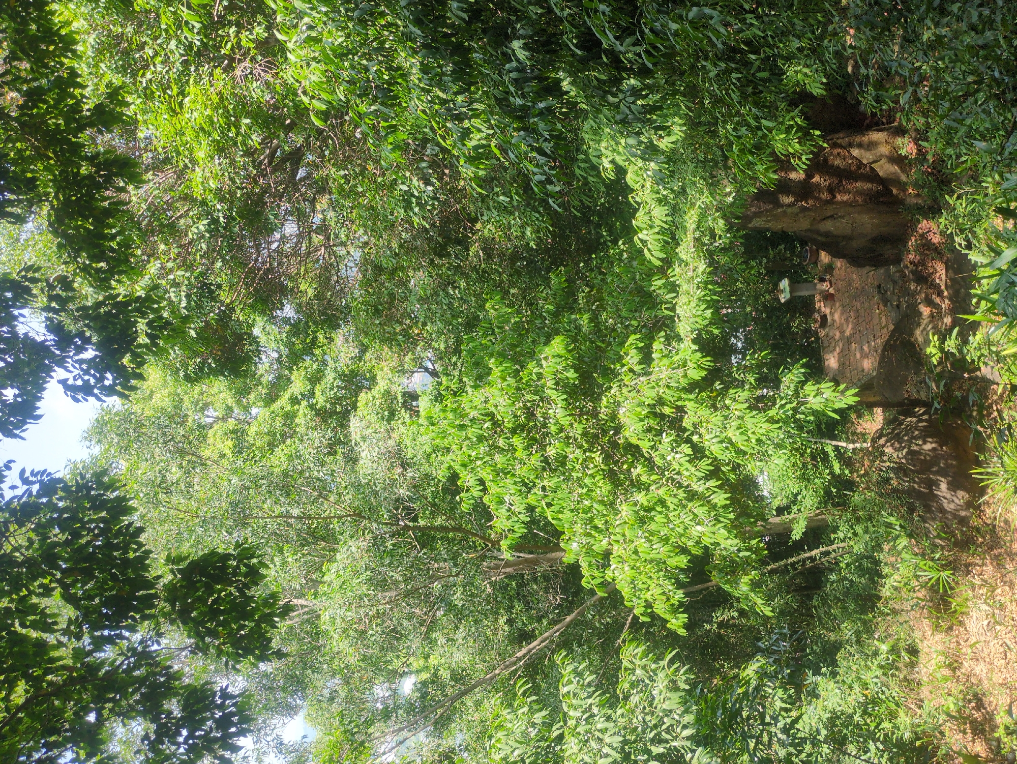 The image shows a dense, green forest environment, with a path leading up to a rocky outcrop. A metal structure, possibly a marker or sign, is visible on the path near the outcrop. The image is taken at an upward angle, looking up into the canopy of trees. The location is likely in Phú Quốc, Vietnam, based on the request.