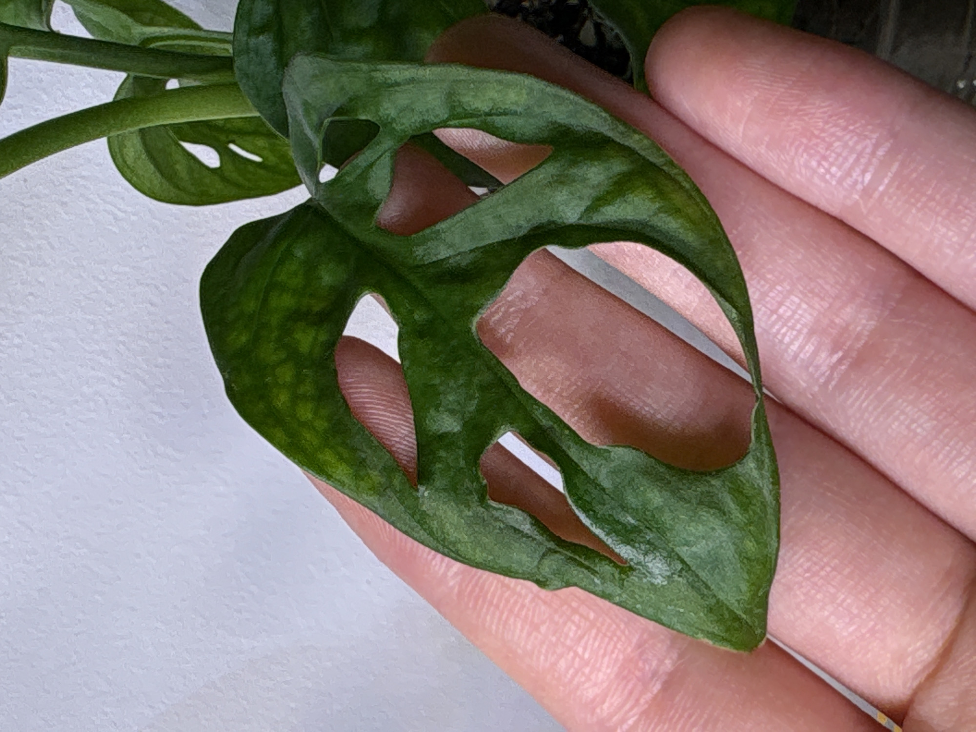 A close-up shows a person's hand holding a Monstera adansonii leaf. The leaf is green and has characteristic holes. The hand is pinkish in color. The background includes more of the Monstera plant. The scene is indoors, on top of a white surface. There is no indication of location.