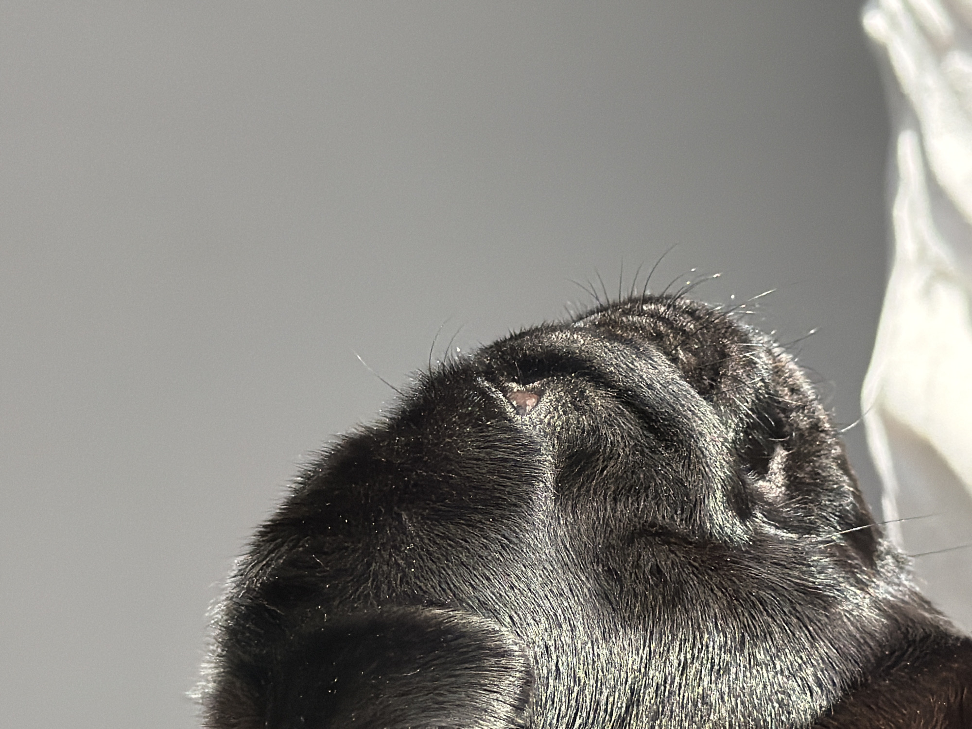 The image is a close-up, side profile shot of a black pug puppy. The puppy's fur is dark and appears to be catching the light, creating a shimmering effect. Its eye is visible, with a small pinkish area on its eyelid. The background is a plain, light gray. The lower portion of the image shows a blurred white surface, possibly fabric. The scene is static and shows no activity or interaction. There is no discernible location in Sirius, Russia, or any other city.