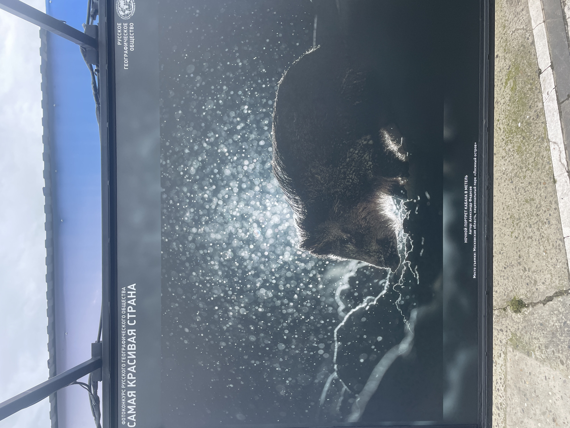 The image depicts a poster, likely an advertisement or public display, from a photography contest organized by the Russian Geographical Society titled "The Most Beautiful Country." The poster features a black and white photograph of a wild boar during a snowstorm or blizzard. The animal appears to be moving or drinking from a body of water, as suggested by the splashes of water.
The poster also provides additional information in Russian, stating that the photograph is titled "Night Portrait of a Wild Boar in a Blizzard," taken by Alexander Fedosov, and the location of the shot is the Losiny Ostrov National Park in the Moscow region. The scene's location in the city of Sochi, Russia, cannot be confirmed based solely on this single image.