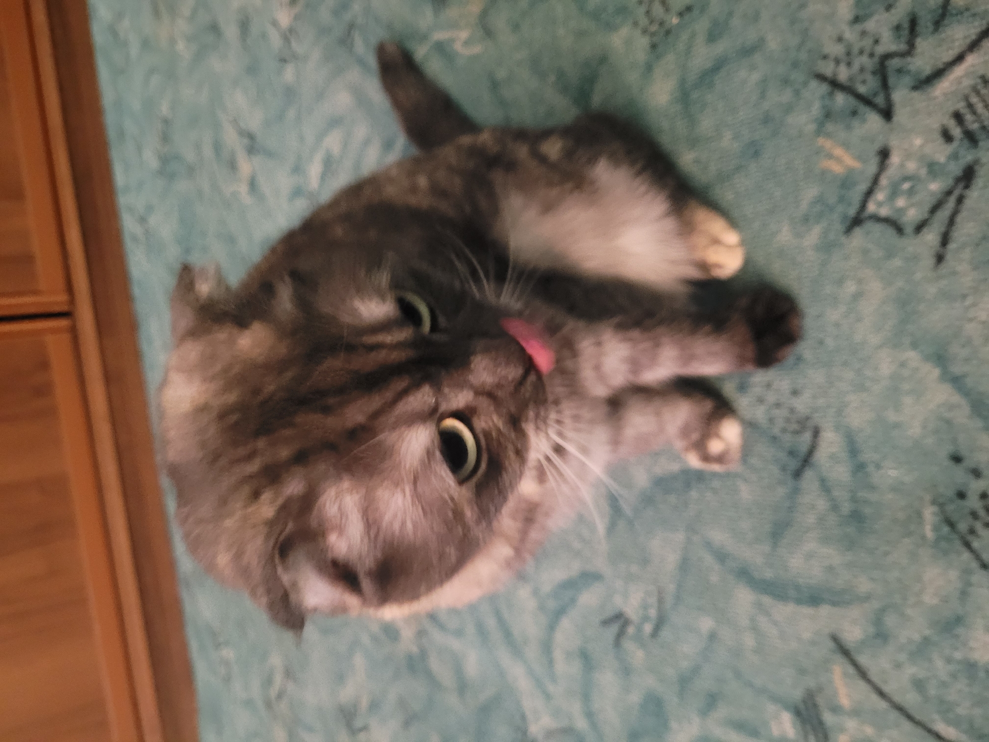An overhead, slightly tilted photograph captures a domestic cat lying on a patterned teal surface, likely a blanket or duvet cover. The cat is a Scottish Fold, characterized by its folded ears, and has grey and black tabby markings with patches of lighter, almost white fur on its chest and paws. Its prominent green eyes are open, and its pink tongue is extended, suggesting it is either grooming itself or has just finished licking. The cat appears relaxed and comfortable.
The patterned surface beneath the cat features abstract or floral designs in varying shades of teal and light blue, with some darker lines and shapes. To the left of the frame, a blurred wooden surface is visible, indicative of furniture like a cabinet or dresser, providing a sense of an indoor home setting. The lighting suggests an indoor environment, making the time of day and weather indiscernible. There is no visible text in the image. The scene conveys a moment of calm domesticity, possibly in a home in Izhevsk, Russia, based on the provided context.