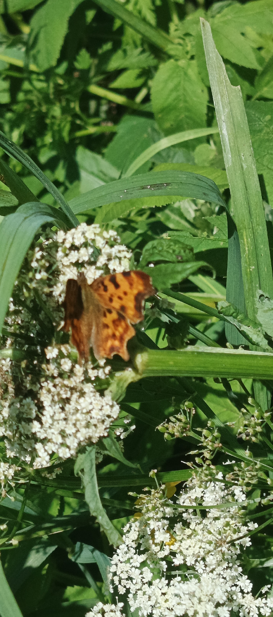 A comma butterfly rests on a cluster of small white flowers, its orange wings dotted with black spots. The butterfly is positioned in the center left of the frame, with its wings partially open. The surrounding environment is lush and green, with tall grass and leaves forming a dense backdrop. The scene appears to be a natural outdoor setting, likely a meadow or a field. The image was taken in Chaikovsky, Russia.