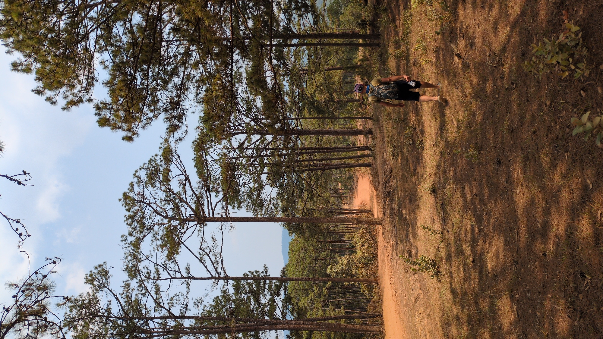 The image depicts a landscape with a person walking on a dirt road in Lang Biang - Da Lat, Vietnam. The road is lined on both sides by tall pine trees, their branches reaching towards the sky. The ground is covered with dry grass and scattered vegetation. A person is seen walking along the path, carrying a backpack. The sky is visible through the trees, revealing a clear blue color. A mountain range is faintly visible in the background, beyond the trees. The lighting suggests it is daytime. The image shows a rural environment, possibly a hiking trail or a wooded area.