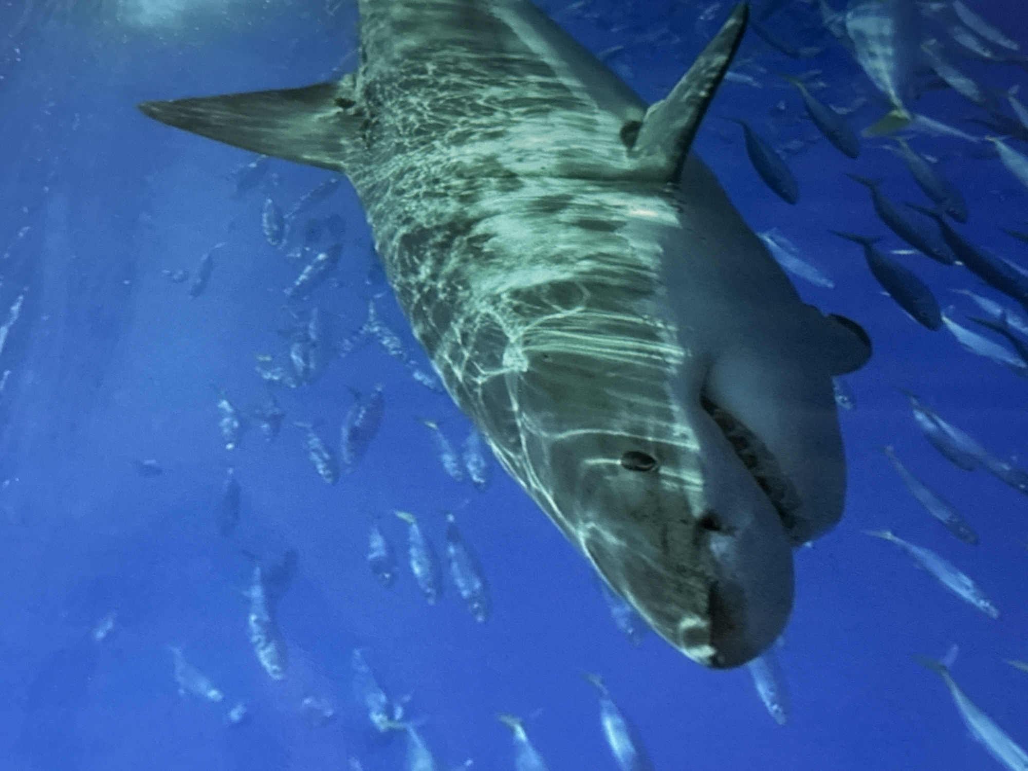 The image shows a large shark swimming in blue water. Numerous smaller fish are scattered around the shark. The specific location in Davao City, Philippines, is not discernible from the image.