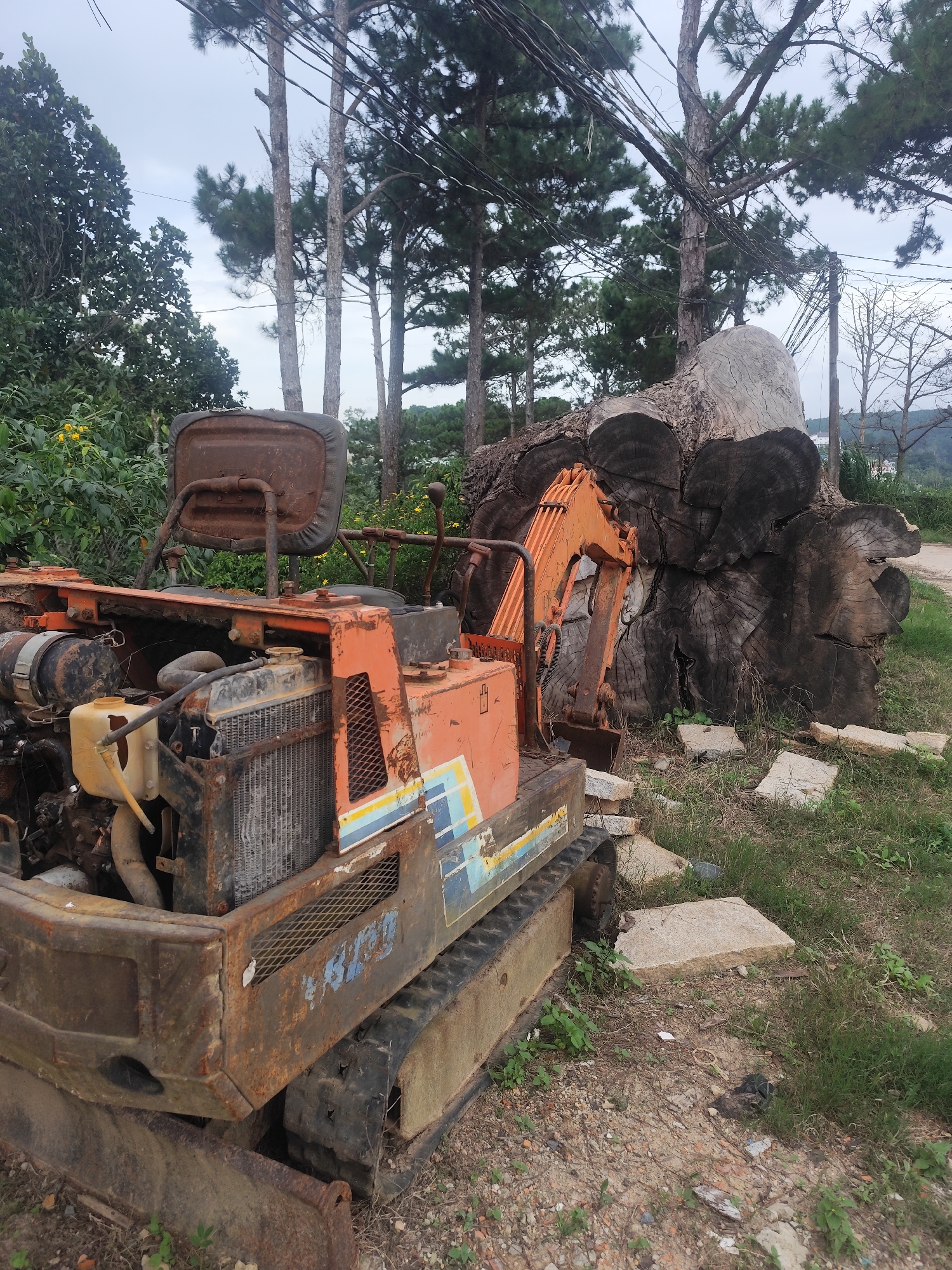 A rusty, orange excavator sits in a grassy, overgrown area next to a massive, split tree trunk. The excavator's seat and body are heavily weathered, showing signs of disuse. The large tree trunk, with its distinct circular growth rings, dominates the background. Several pine trees are visible behind the trunk, their branches reaching towards an overcast sky. The scene is set outdoors, likely in a rural or undeveloped area. The weather appears to be cloudy. The ground is a mixture of dirt, grass, and scattered concrete slabs. The overall impression is one of abandonment and nature reclaiming man-made objects. There are some colorful decals on the side of the excavator that are faded. No people are visible in the image.