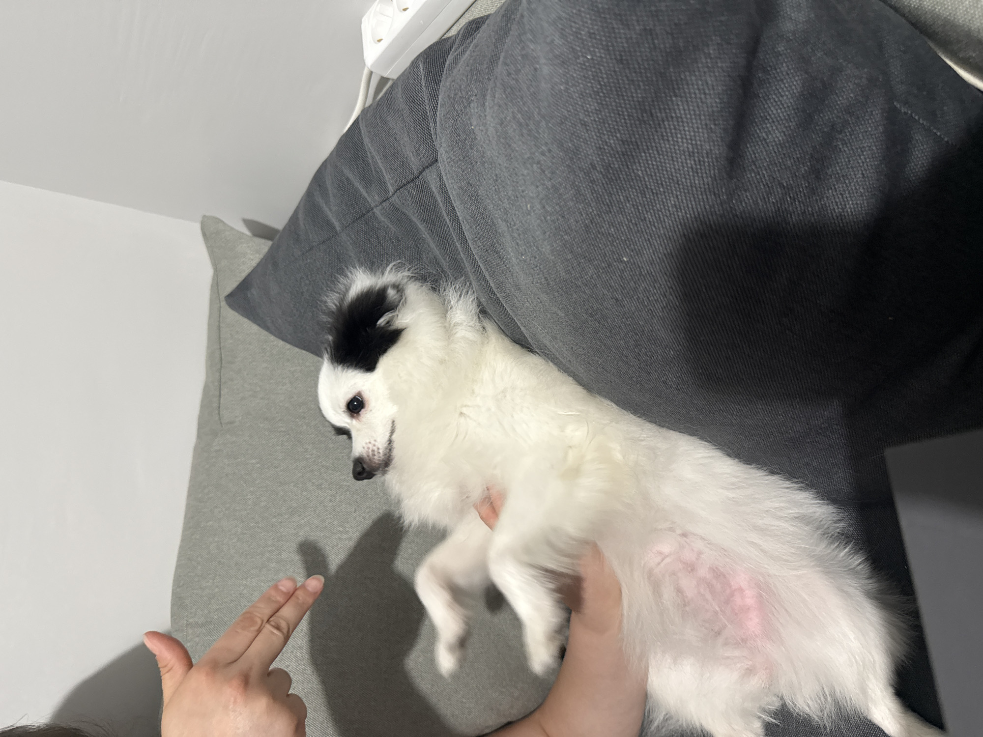 This image, likely taken in a living room in Stara Zagora, Bulgaria, captures a playful interaction between a person and a dog. A small, white, long-haired dog with black markings on its head and ears is lying on its back or side on a textured grey sofa. A person's hands are visible; one hand gently cradles the dog's body, while the other hand makes a "finger gun" gesture, pointing playfully towards the dog. The dog is looking in the direction of the hands with a slightly open mouth, giving it a playful or mischievous expression. Its pink, less-furred belly area is visible. In the background, parts of a white wall and a white power strip with visible sockets are discernible. The scene is brightly lit, suggesting either daytime or well-lit indoor conditions. No text is visible in the image.
