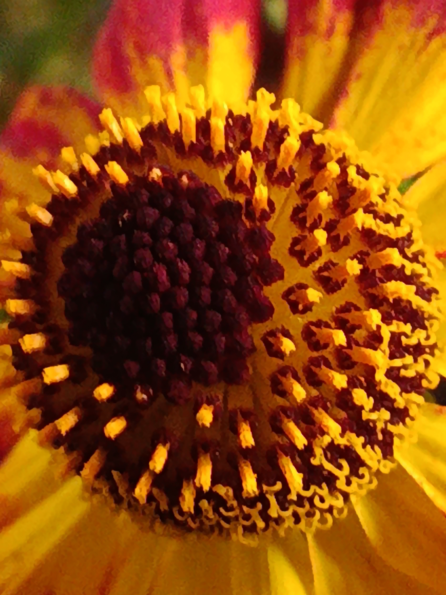 A macro photograph captures the center of a helenium flower, also known as sneezeweed or Helen's flower. The image is dominated by vibrant yellows and deep reddish-browns, creating a striking contrast. The central disc of the flower is a dark, rich brown, densely packed with what appear to be tiny florets or seed structures. Surrounding this central disc, a ring of bright yellow stamens extends outwards, each tipped with a darker brown anther. These stamens are arranged in a radial pattern, fanning out from the center. The petals of the helenium flower are a bright, sunny yellow, with some hints of pink or magenta visible in the background, suggesting the presence of other flowers or petals further away. The overall impression is one of intricate detail and bold color, highlighting the complex beauty of the flower's reproductive parts. The image is focused tightly on the flower's center, with the background softly blurred, further emphasizing the subject. The lighting appears to be natural, casting subtle shadows that add depth and dimension to the textured surfaces of the flower.