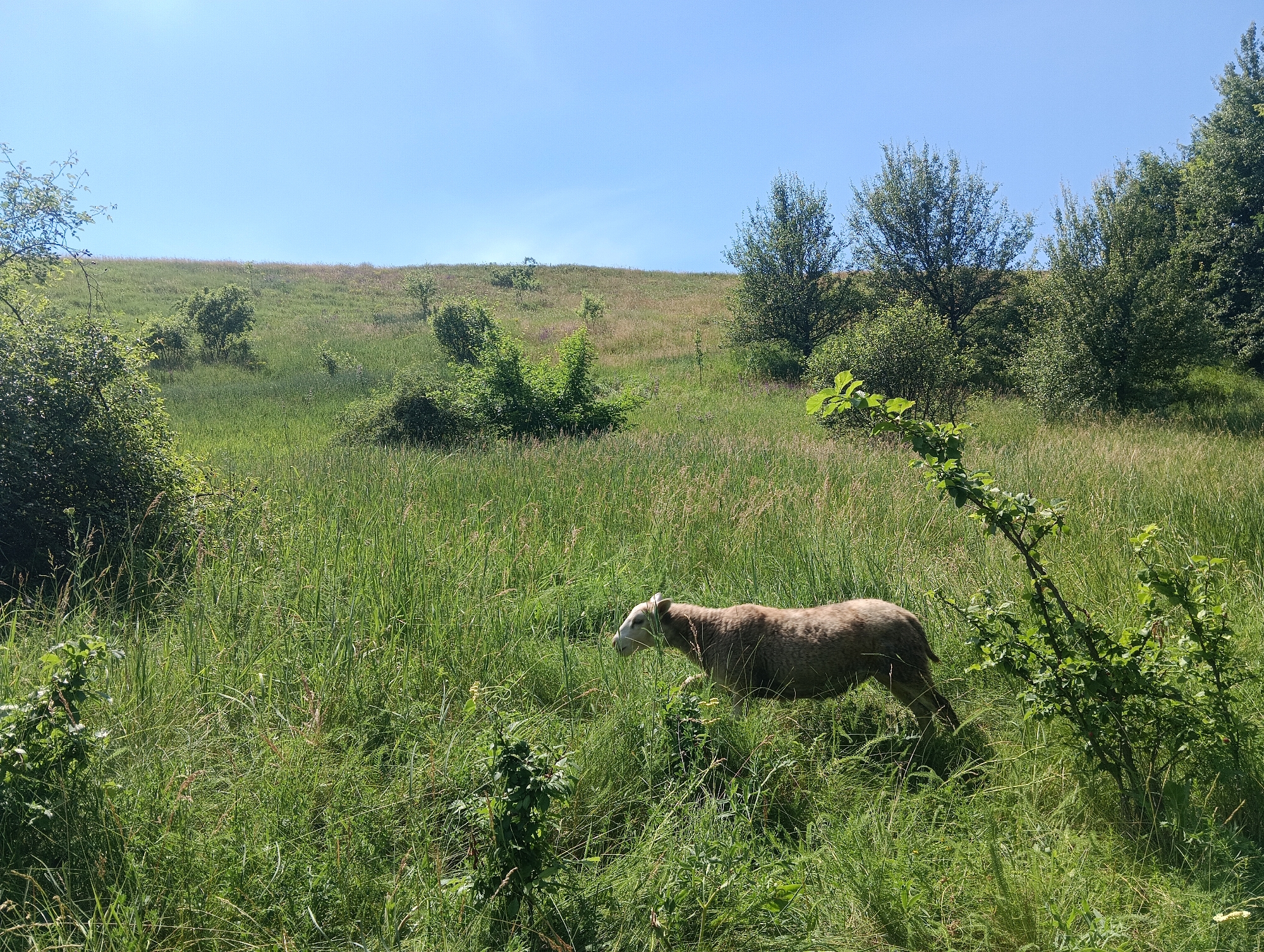 An adult sheep with light brown wool and a white face walks through tall green grass in a grassy field under a clear blue sky. The sheep is positioned in the lower right quadrant of the image, facing left. To the left of the sheep, the grass is dense and appears to be the primary ground cover. Further back in the field, there are several small bushes and trees. In the background, a gentle slope rises, covered in grass and sparse vegetation, with more trees visible on the crest of the hill and to the right of the frame. The overall environment suggests a rural or natural setting.