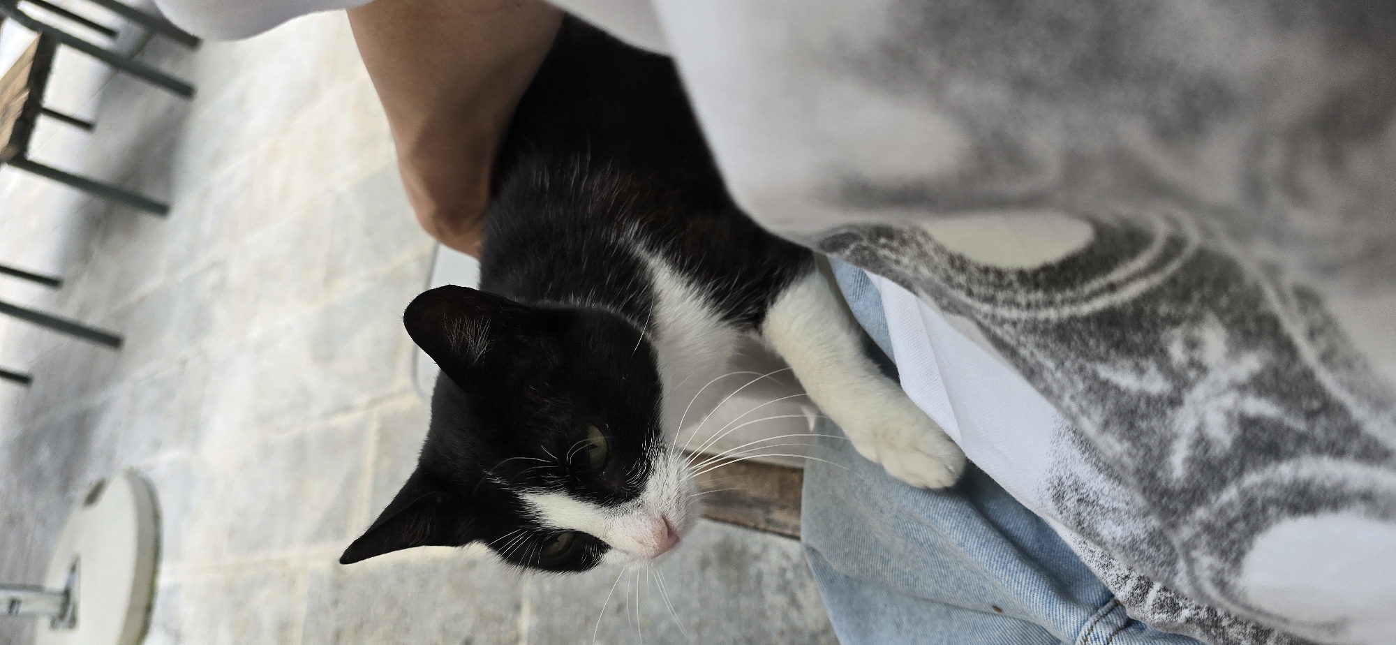 A black and white cat with green eyes and long white whiskers is being petted by a person. The cat is lying down on what appears to be light blue denim jeans and a patterned fabric. The person's hand is visible on the cat's back, gently stroking it. The background is out of focus and appears to be an outdoor setting with tiled flooring and furniture legs. The lighting suggests it is daytime. The image is taken from a close-up perspective, focusing on the cat and the interaction with the person.