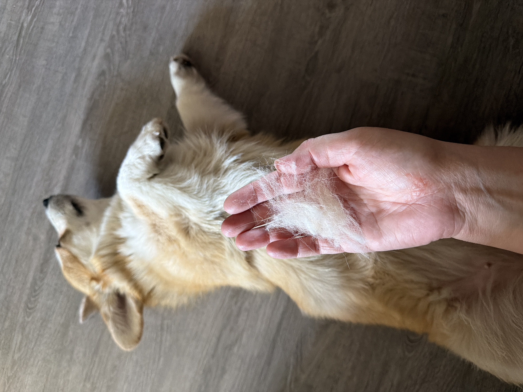 A tan and white corgi-type dog is lying on its back on a gray, wood-look floor. A human hand holds a clump of white fur, presumably shed by the dog. The location is unknown, and there is no evidence to suggest the city of Chaikovsky, Russia.