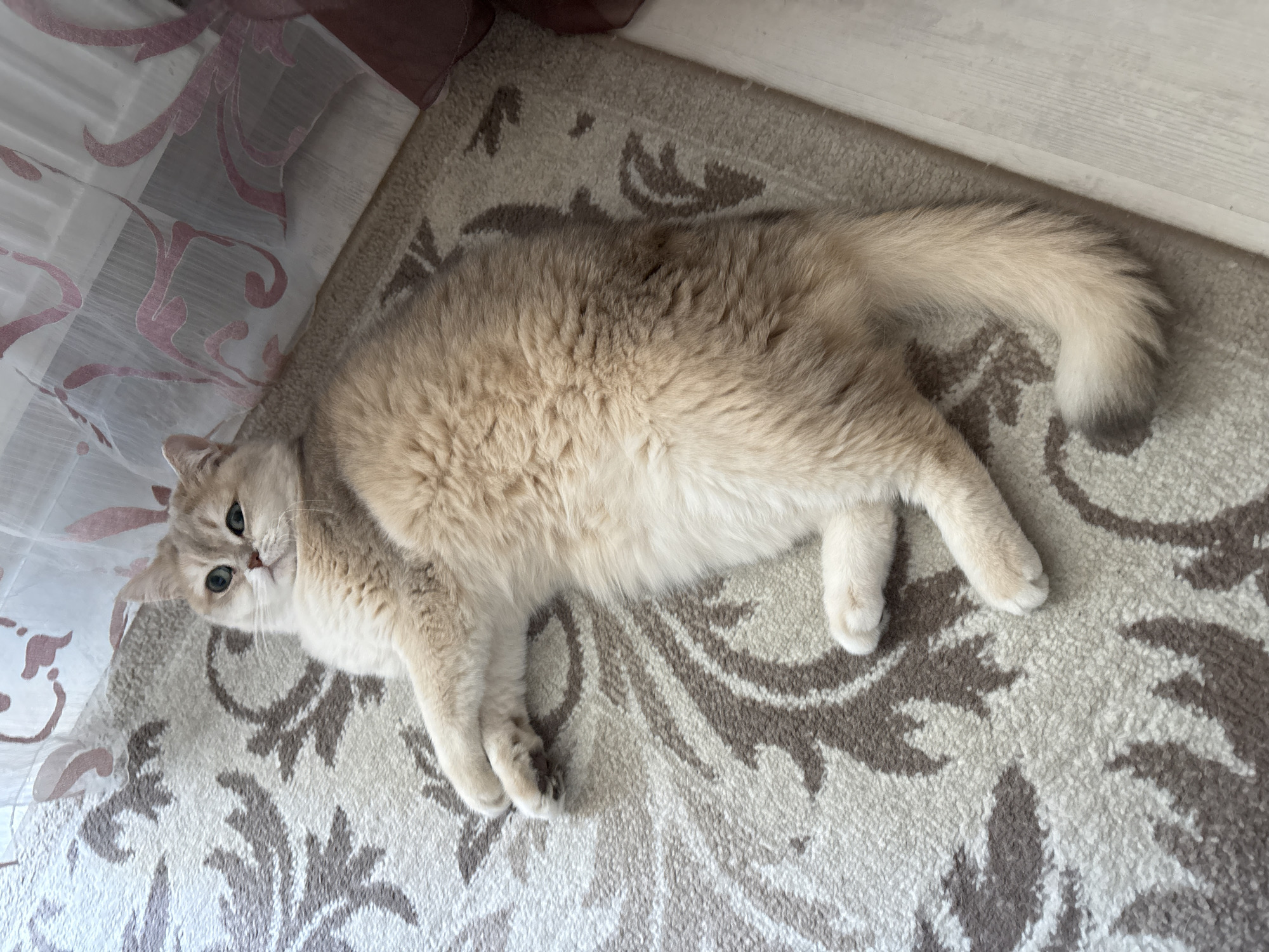 A medium shot of a tan cat lying on a carpet with a floral pattern. The cat is lying on its side, with its head turned towards the camera. The cat has green eyes and a fluffy tail. A white curtain with a pink pattern is in the upper left corner of the image. The image was taken indoors. The location of the photo is presumed to be Chaikovsky, Russia.