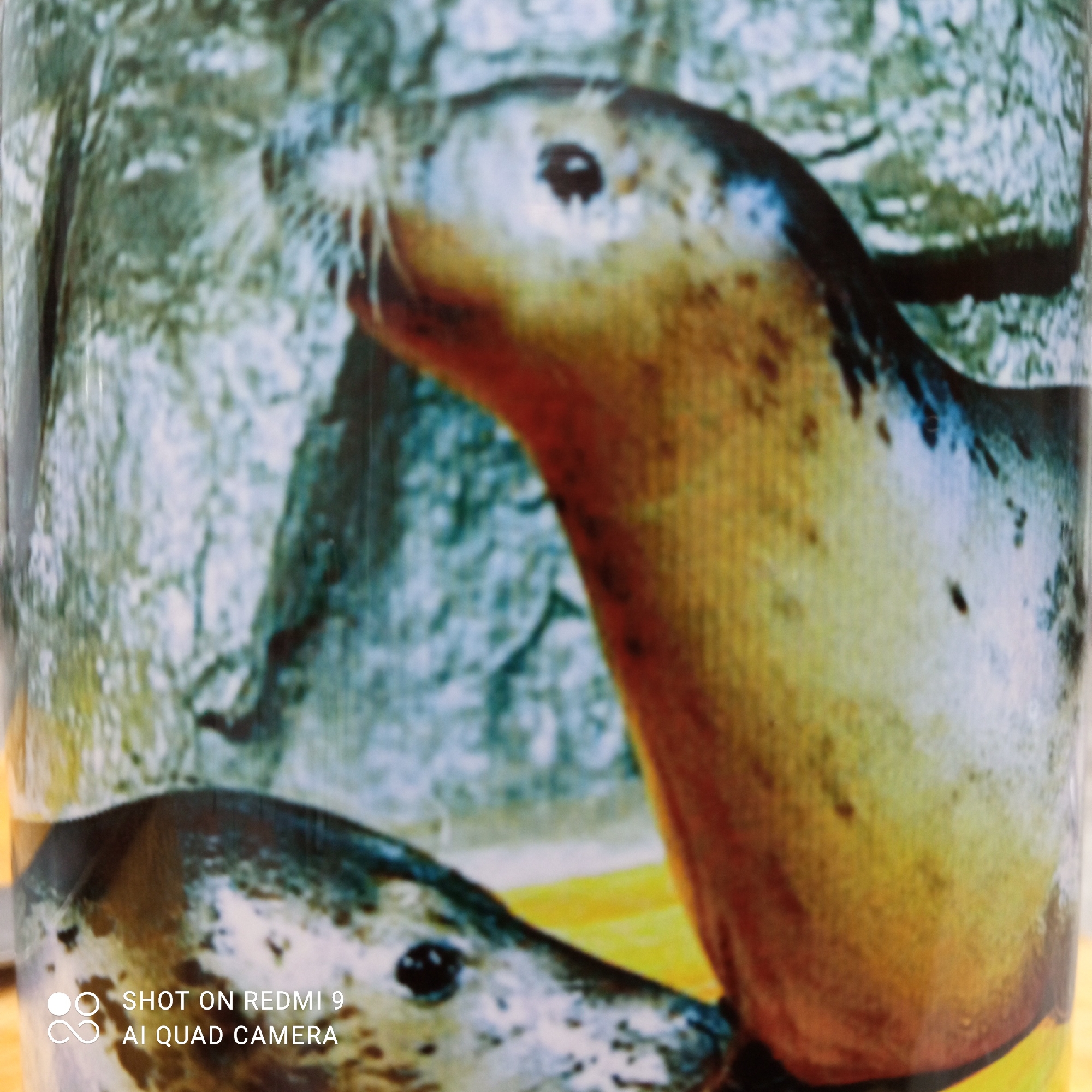 The media file is a close-up photograph of a cylindrical object, likely a mug, which features a printed image of two seals or sea lions in a natural, rocky setting. The photograph itself is slightly blurry and shows some reflections, indicating it's a picture of an item rather than a direct capture of wildlife.
The primary subject is an upward-looking seal, prominently positioned in the upper center of the image. Its head and neck are visible, with its mouth slightly agape as if vocalizing or sniffing the air. Its fur shows shades of tan, brown, and grey, and long white whiskers are visible around its snout. In the lower left part of the image, the head of a second seal is partially visible, looking towards the bottom right.
The background behind the seals is a blurred representation of a rocky and possibly aquatic environment, dominated by tones of green, blue, and grey. There is no specific activity or event taking place other than the static depiction of these marine mammals.
Notable details include the texture of the printed fur on the seals and the implied texture of the rocky surroundings. The lighting suggests a bright environment, but no specific time of day or weather is discernible. In the bottom left corner, a watermark reads "SHOT ON REDMI 9" and "AI QUAD CAMERA".
While the location context provided is Chaikovsky, Russia, the visual content of seals in a marine environment does not offer any direct cues linking it to this specific inland Russian city.
