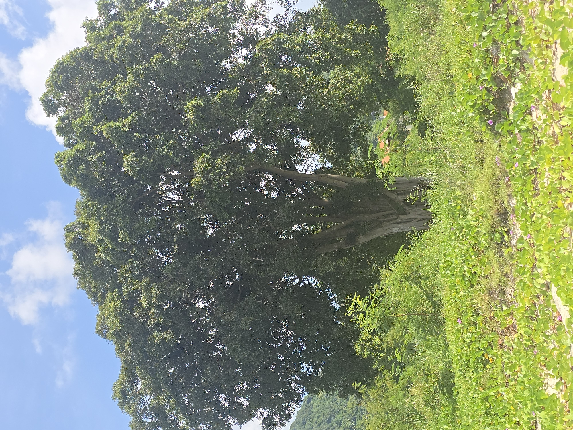 In Baan Chaweng Noi, Thailand, a large, mature tree with a thick trunk and a dense canopy of green leaves dominates the center of the frame. The tree is surrounded by lush green vegetation, including smaller plants and grasses in the foreground. In the background, a gentle green hill is visible, topped with a few scattered clouds against a bright blue sky. A hint of orange-tiled rooftops peeks through the greenery on the right side of the image. The ground in the foreground is a sandy beach, covered with low-lying green plants, some with small purple flowers. The overall scene depicts a natural, tropical environment under daylight conditions.