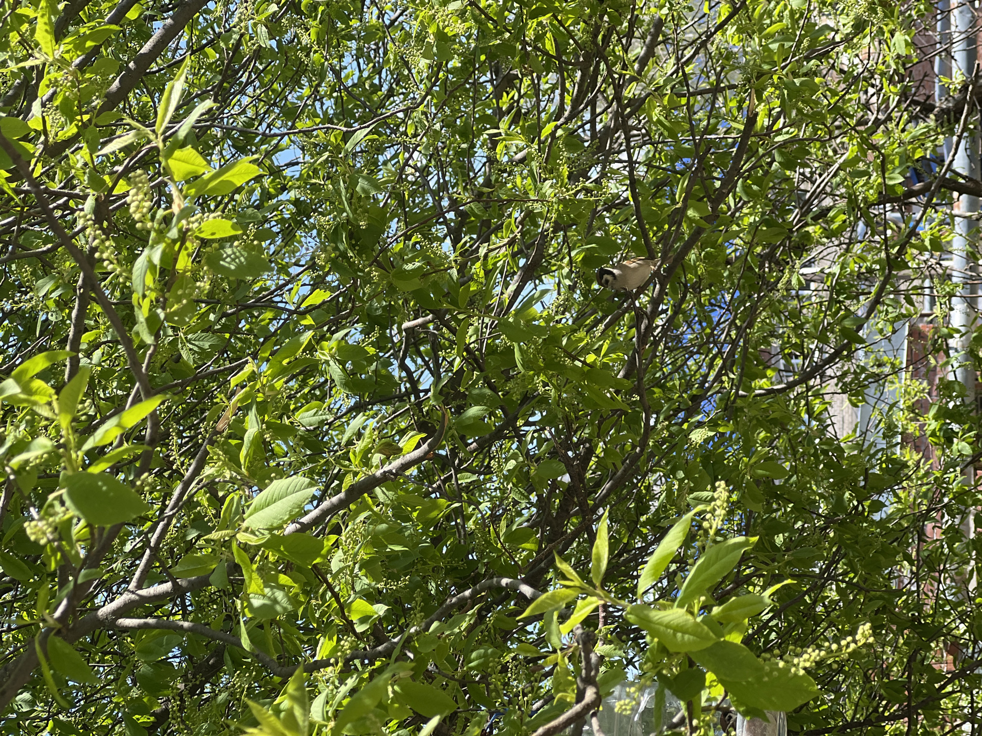 The image shows a tree with green leaves and small green buds. A small bird is perched in the branches of the tree. In the background, there is a building with windows and what appears to be brickwork. The location is Chaikovsky, Russia.