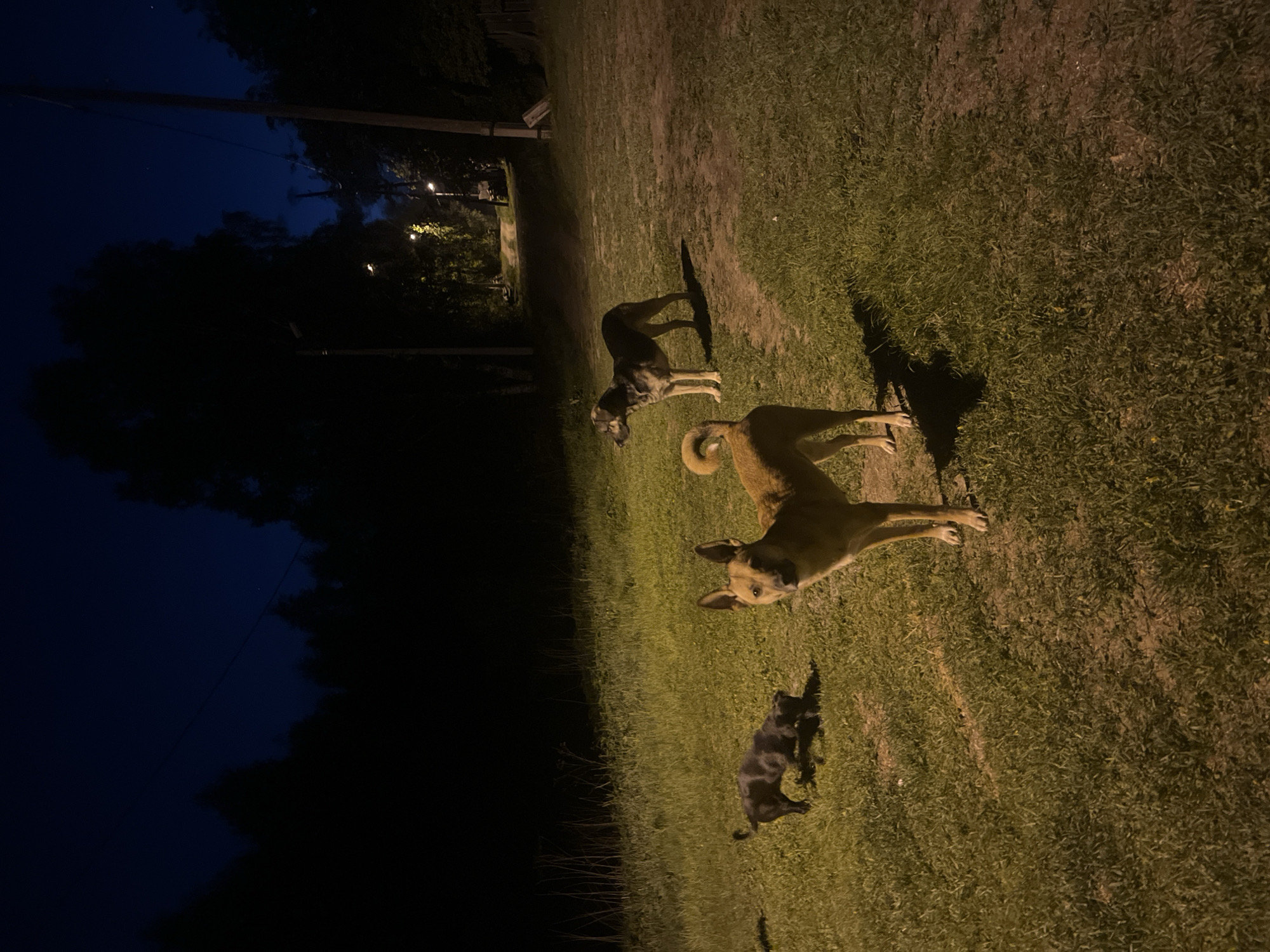 The image shows three dogs in a grassy field. The foreground is darker, transitioning into a well-lit area where the dogs are standing. One dog is light brown, one is gray, and a smaller dog is black. The lighting appears to be from streetlights or artificial sources. In the background, there's a dark, wooded area with visible utility poles and streetlights. The location is Nizhny Tagil, Russia.