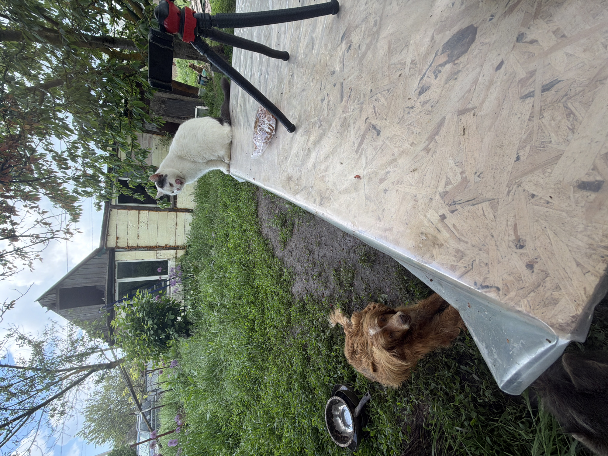 The image depicts an outdoor scene, potentially a backyard, in Leningradskaya, Russia. A wooden board, possibly a makeshift table, dominates the foreground, partially covered in plastic. A white and black cat is perched on the edge of the board, looking towards the viewer. On the board, there is a tripod and a plastic bag filled with an unknown substance.
Below the board, on the grass, is a brown dog lying down. Next to the dog, there is a metallic food or water bowl. In the background, a weathered, light-colored wooden house can be seen amidst trees and greenery. The grass is green and appears damp in places.