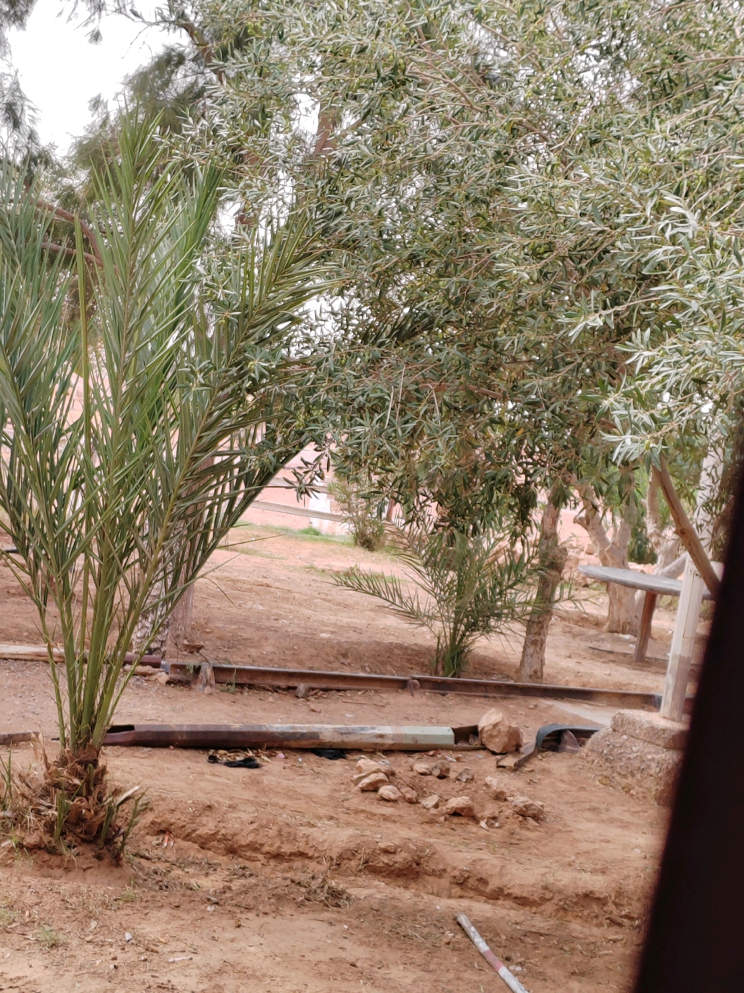 In Mougheul, Algeria, a palm tree stands in the foreground of a yard with dry, sandy soil. Behind it, an olive tree with dense, silvery-green foliage grows. The ground is uneven, with piles of rocks and some debris. In the background, a building with a pale pink facade is visible. Several wooden structures and metal pipes are scattered throughout the yard, suggesting an ongoing construction or maintenance project. The overall impression is one of a somewhat neglected outdoor space in a dry climate.