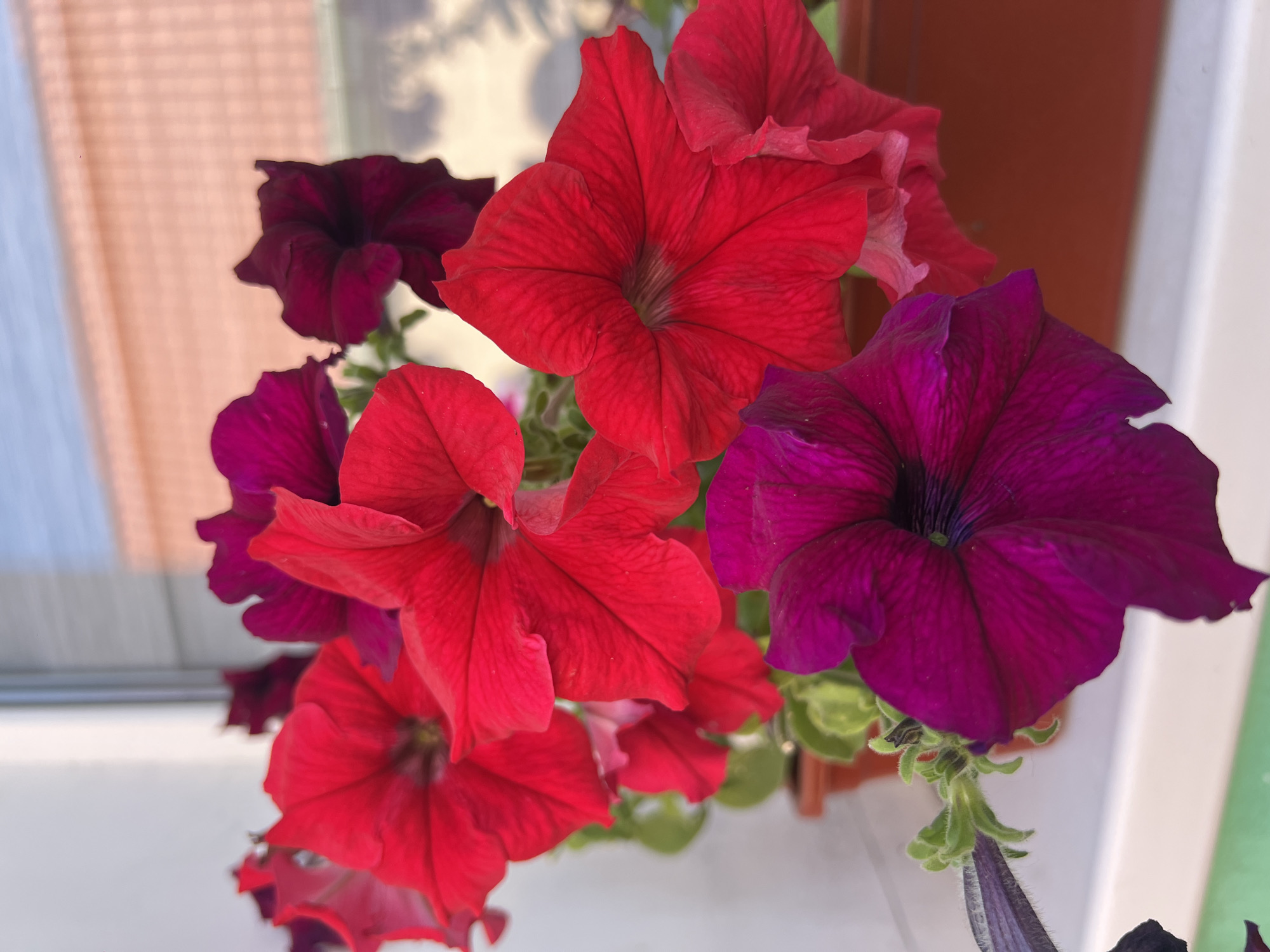 A close-up, eye-level, medium shot captures a cluster of vibrant petunias in shades of red and deep purple. The flowers are in full bloom, with their trumpet-shaped petals unfurling. The focus is sharp on the foreground flowers, while the background is softly blurred, showing hints of a window with a reflection of a brick building and sky. The flowers are planted in a brown planter, which sits on a white windowsill. The lighting suggests it is daytime, possibly late afternoon, as evidenced by the shadows cast on the windowsill. The overall scene is domestic and tranquil. The location is not specified beyond "Unknown, Unknown."