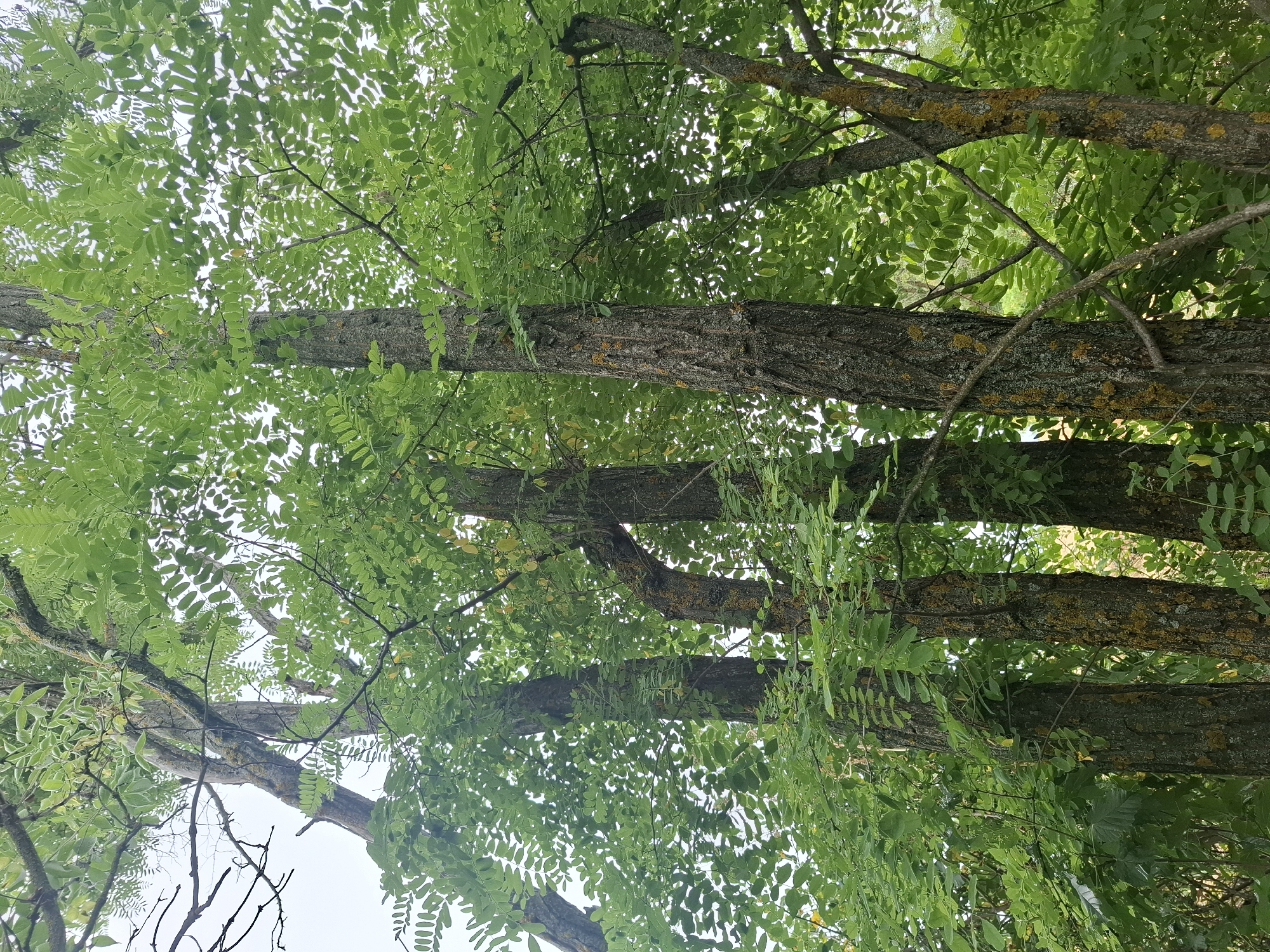 The image shows a cluster of trees in a wooded area, likely within the city of Topaly, Ukraine. The trees are tall with rough, textured bark, some of which is covered in patches of lichen. They are densely covered in vibrant green, pinnately compound leaves, creating a lush canopy that obscures much of the sky. The lighting suggests it is daytime, possibly overcast, as the light is diffused. The scene is natural and appears to be an outdoor environment within a forest or park. There are no people or visible man-made objects in the frame.