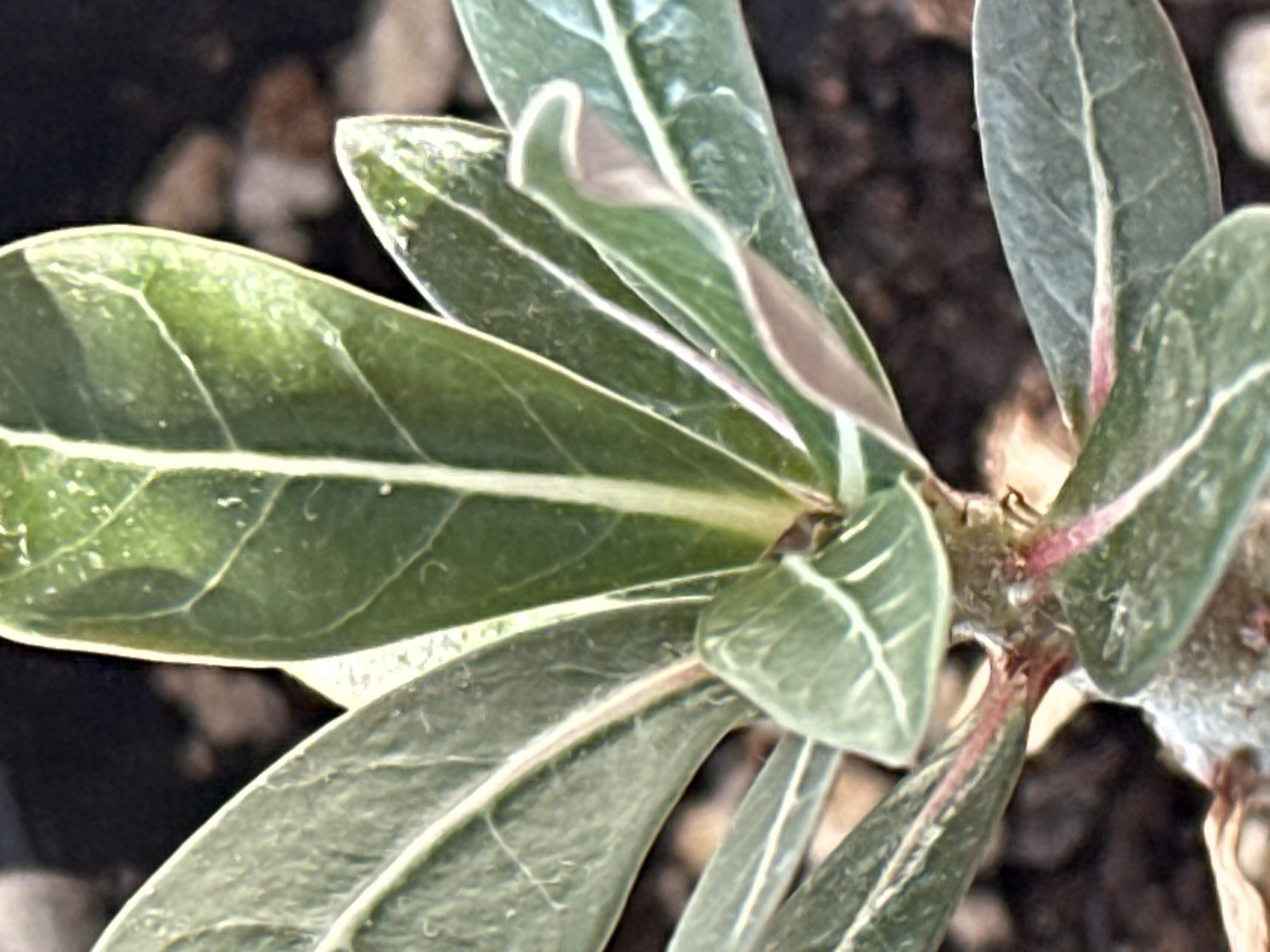 The image is a close-up, vertical shot of a desert rose plant, showing its leaves and stem. The leaves are variegated with green and pale yellow or white veins. The stem is a reddish-pink color and appears to be slightly fuzzy. The plant is potted in dark soil with some small pebbles visible. The background is dark and out of focus, suggesting the plant is indoors or in a shaded area. There are no people or animals in the image. The image is devoid of any contextual information that would place it in Podolsk, Russia.