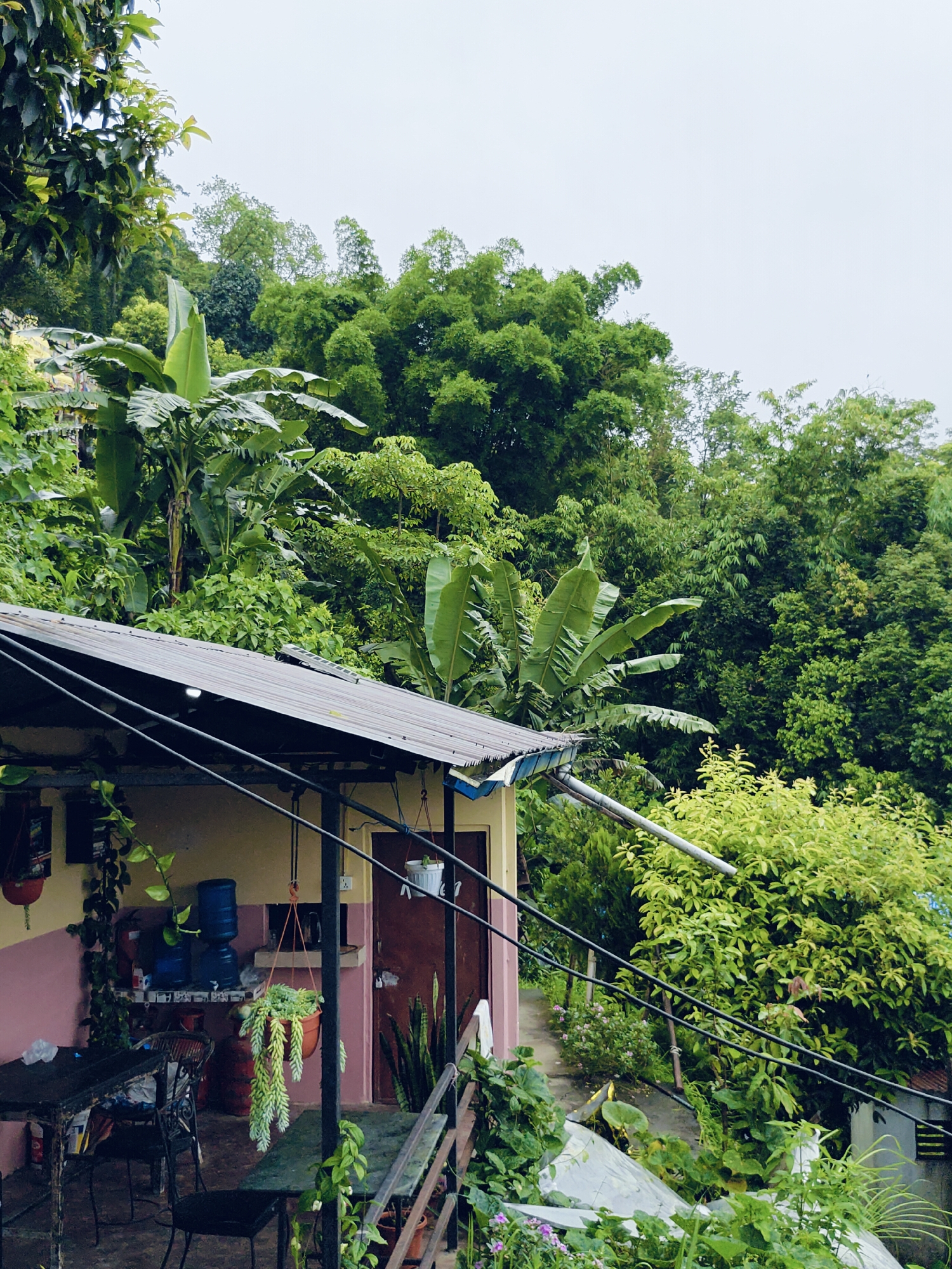 This image captures a scene in the city of Pokhara, Nepal, focusing on a building partially obscured by lush greenery. The foreground features the corrugated metal roof of a small structure, likely a dwelling or an outbuilding, with some electrical wires running across it. The building itself has light-colored walls with a pink accent near the bottom. Several tables and chairs are visible on a covered porch or patio area, with a hanging potted plant adding a touch of life. Two large blue water containers are also present.
Behind the building, the landscape is dominated by dense vegetation. Large banana leaves are prominent, interspersed with various other tropical plants and trees, including bamboo. The overall impression is one of a humid, tropical environment, typical of areas in and around Pokhara. The sky is overcast, suggesting it may be a cloudy or rainy day. The scene is quiet and appears to be an outdoor, possibly residential, setting within the natural landscape of Pokhara. There are no people visible in the image.
