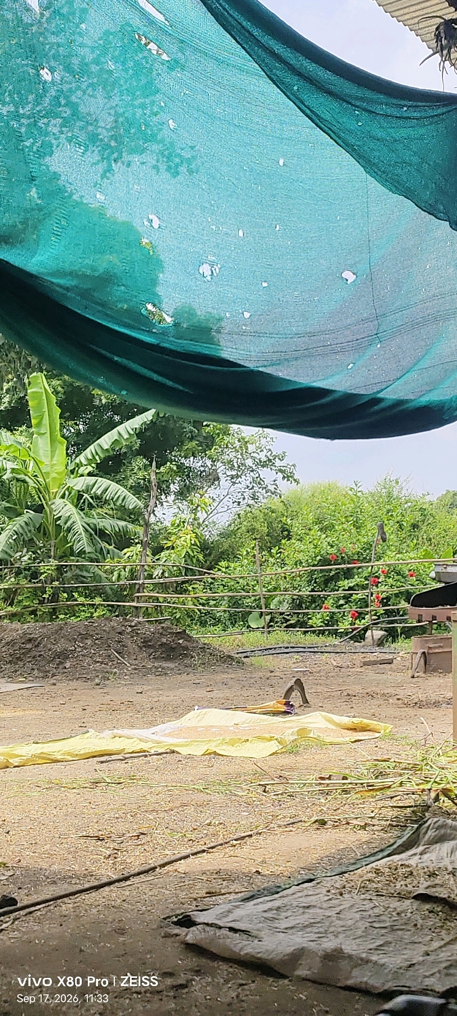 The image depicts an outdoor scene in Guradiya Mana, India, characterized by agricultural elements and lush greenery. A large, torn, teal-colored shade net is stretched across the upper portion of the frame, allowing glimpses of the sky and surrounding foliage. Below the net, a banana plant with large, elongated leaves is prominent on the left. In the middle ground, a rustic fence made of branches runs horizontally, separating an area with a pile of dark soil from a background of dense green trees and shrubs. Among the trees, some red flowers are visible.
In the foreground, a yellow tarp is spread out on the ground, covered with what appears to be harvested grains or seeds. A farming tool, possibly a sickle or scythe, rests on the tarp. To the right of the yellow tarp, another tarp is laid out, also containing what seems to be agricultural produce. The ground is a mixture of soil and scattered organic matter. The overall impression is one of a rural setting engaged in agricultural activity. The date and time stamp at the bottom of the image indicates "Sep 17, 2026, 11:33".