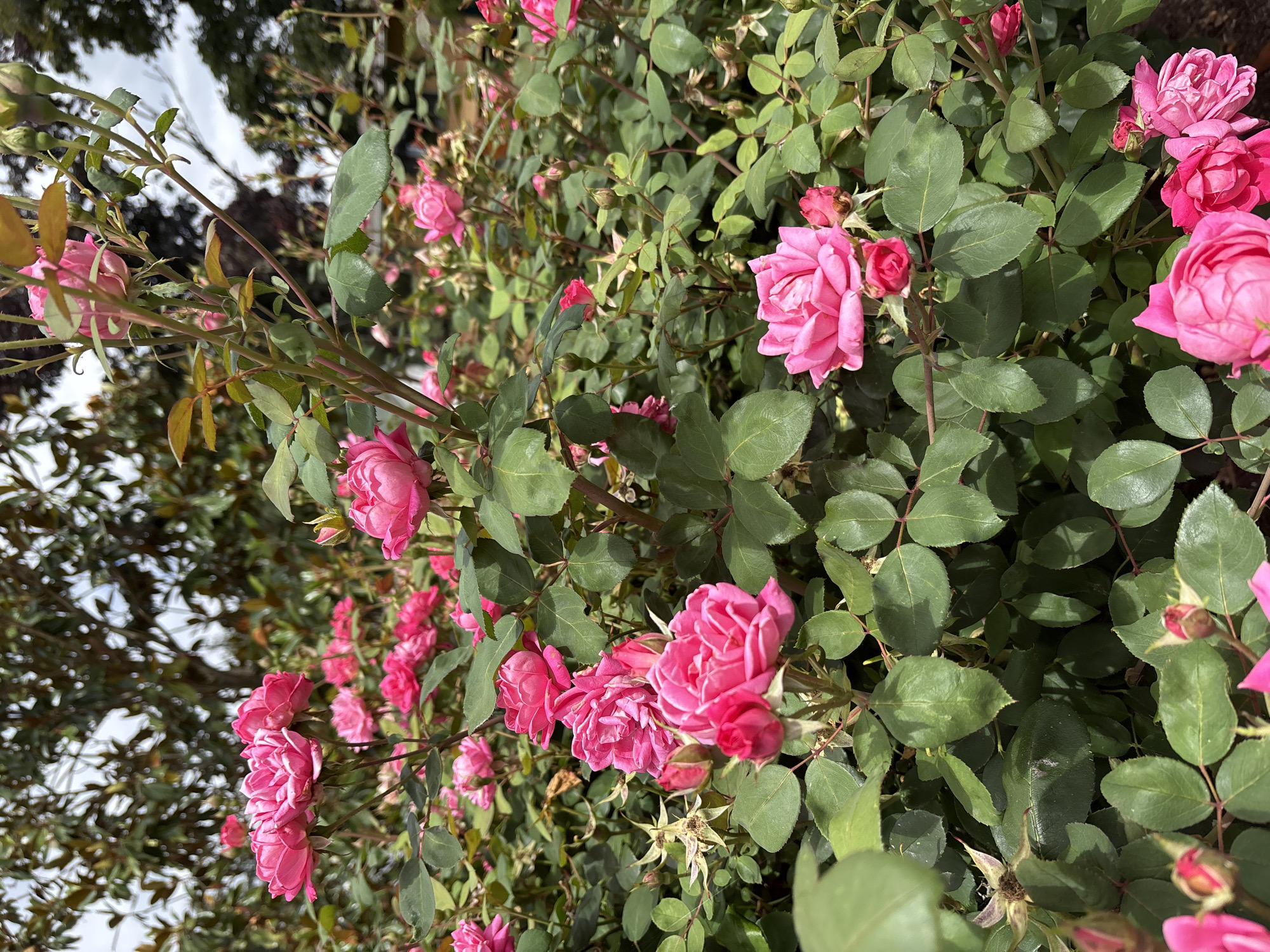 A close-up, eye-level, vertical shot captures a dense cluster of vibrant pink roses in full bloom, along with several rosebuds, set against a backdrop of lush green foliage and trees. The roses, varying in openness from tightly furled buds to fully unfurled blossoms, display delicate, layered petals. The leaves of the rose bushes are a deep, rich green, some showing signs of age with a slightly dry or faded appearance. In the background, darker green foliage from other plants and trees creates a natural, outdoor setting. The sky is a pale, overcast grey. The scene appears to be an outdoor garden, likely in a residential or public park setting.