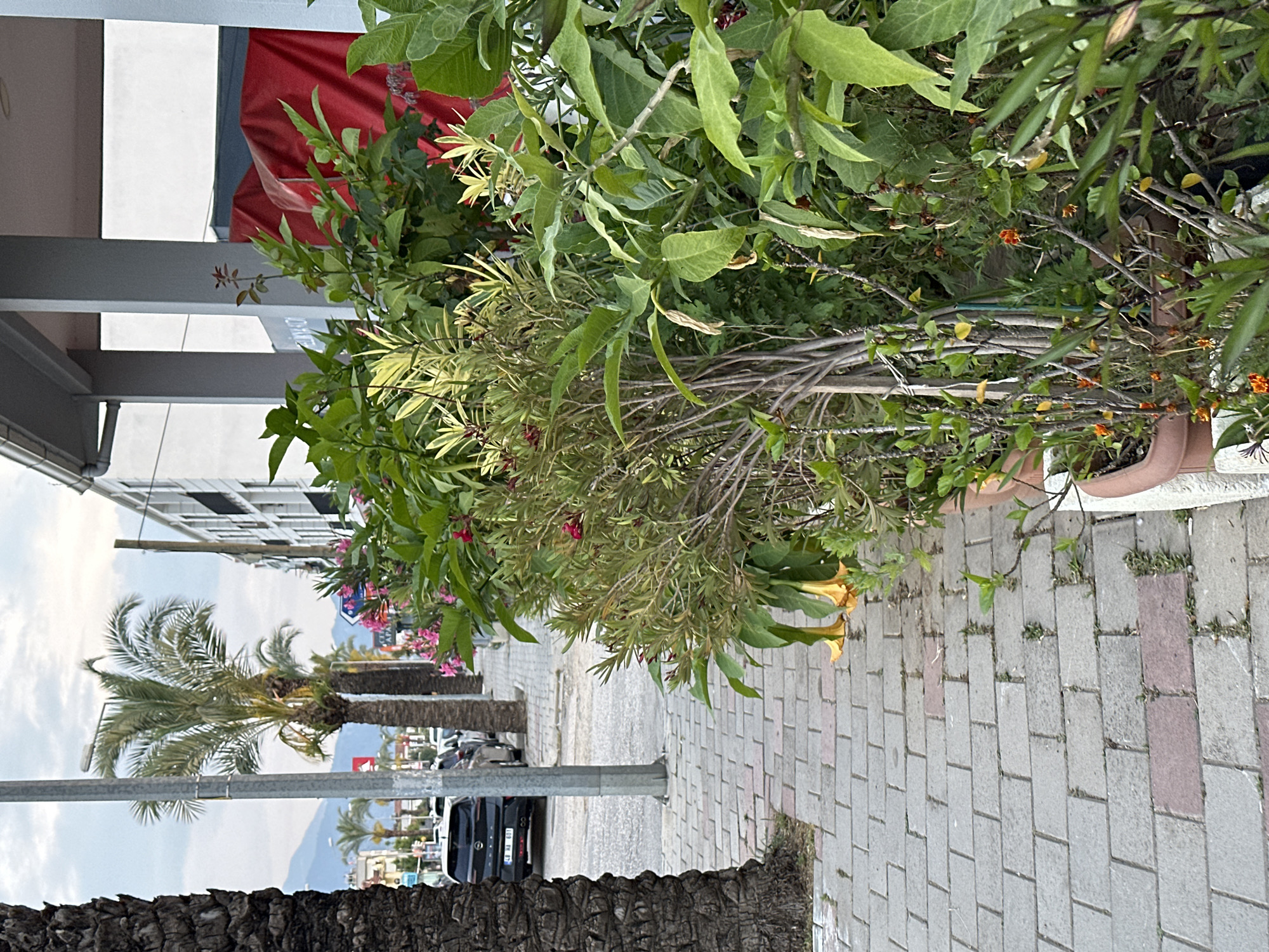 A ground-level, long-shot captures a street scene in Fethiye, Turkey, taken during daylight. The perspective is skewed, placing the viewer on the edge of a brick-paved sidewalk. Vegetation, predominantly shrubs and trees, dominates the foreground. These plants appear to be in pots, partially obscuring the view and spilling onto the sidewalk.
A black car is partially visible, parked in the middle distance. In the background, buildings with multiple windows and a mountainous terrain are noticeable. Palm trees are scattered along the street, adding a tropical flair to the cityscape. A streetlight pole vertically bisects the scene.
On the left, a building structure with gray supports and a red awning partially covers a storefront. The sky is overcast, contributing to the subdued natural lighting.