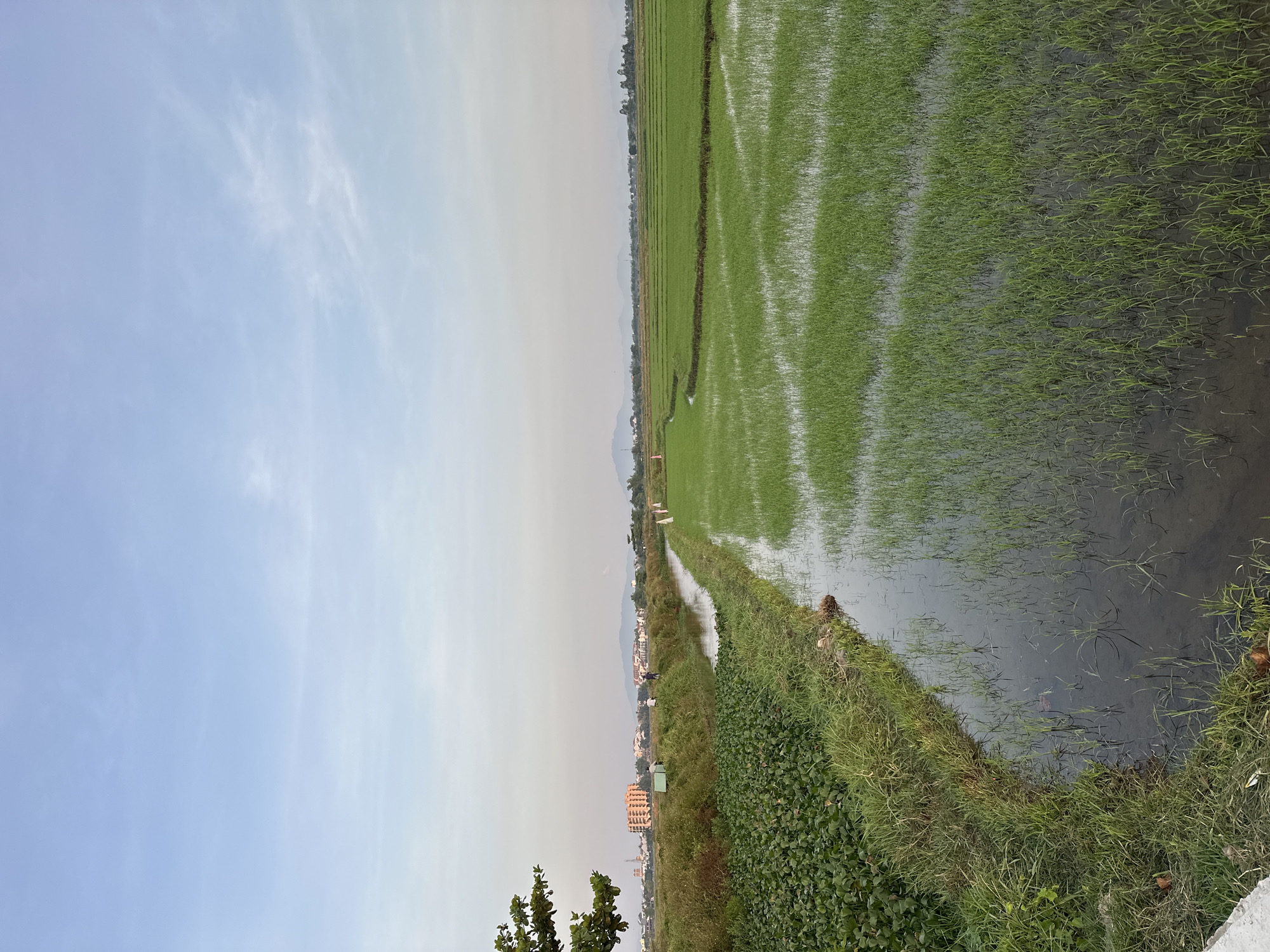 This is a photograph of a rice paddy field in Đà Nẵng, Vietnam, likely taken in the late afternoon or early morning given the soft light. The foreground features a narrow canal of dark water, bordered by lush green grass and dense, leafy green plants on the left. In the distance, the flat expanse of the rice paddy stretches out, divided by subtle pathways or irrigation channels, with water reflecting the sky. Beyond the fields, a line of buildings, including a multi-story orange structure, forms a townscape nestled against a backdrop of hazy mountains. Several small figures, appearing to be people, are visible in the mid-ground, some near the canal and others scattered within the field, possibly tending to the crops. The sky above is a pale blue with thin, wispy clouds.
