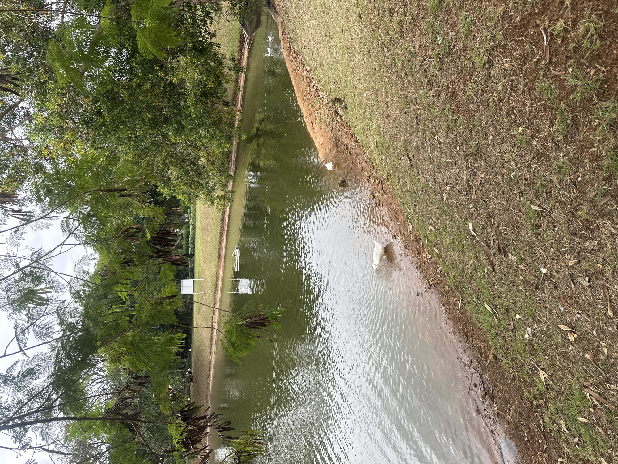 A scenic view of a pond in Kuta Selatan, Indonesia, showcases a tranquil environment with lush greenery and calm waters. A large body of water, appearing to be a pond or small lake, occupies the majority of the frame, its surface reflecting the overcast sky and surrounding trees. The water is a deep green, with gentle ripples disturbing its surface near the shore.
Along the bank, a strip of sandy soil meets the grass-covered ground, creating a natural transition. A few ducks are visible in and around the water. One white duck is partially submerged at the edge of the pond, its body facing left. Nearby, a few ducklings are gathered on the bank, close to the white duck. Further out in the water, two more white ducks are swimming side-by-side.
The background reveals a well-maintained lawn stretching towards a treeline. Various trees, some with dense foliage and others with sparser branches, create a natural canopy. In the distance, a white rectangular sign stands on the grassy area. The overall impression is one of a peaceful, natural setting within a park or recreational area.