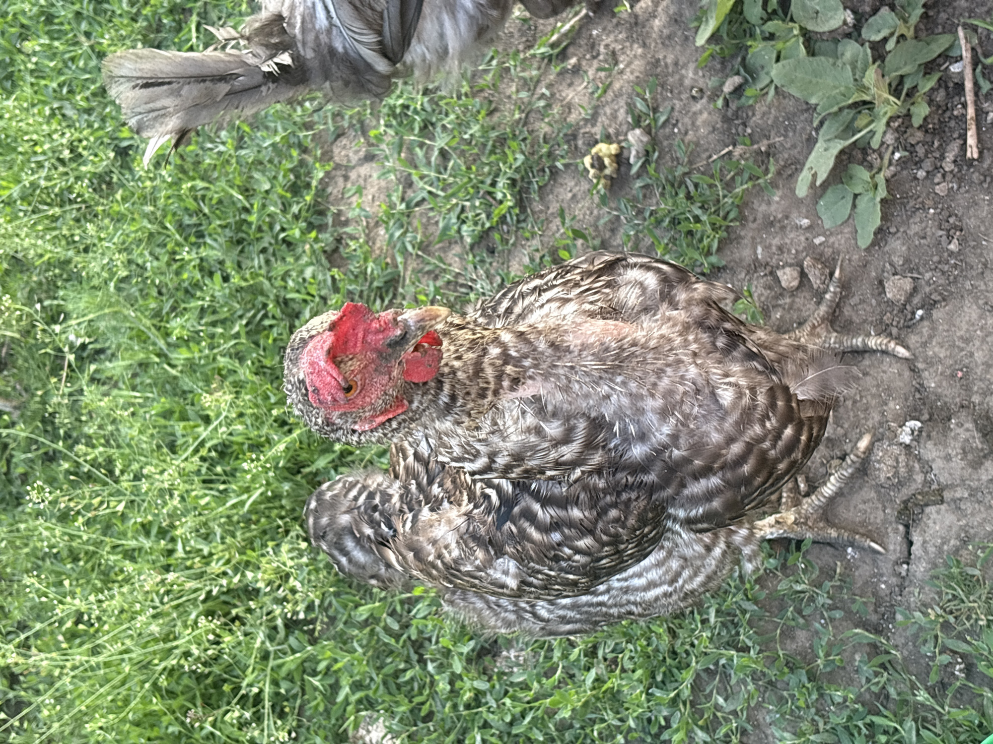 A close-up, eye-level shot shows two chickens standing on the dry, cracked earth, with patchy green grass and some small white-flowered weeds growing around them. The chicken in the foreground is a barred rock breed with black and white striped feathers. Its head is bare and red, with a prominent red comb and wattle. The chicken's legs are visible, with scaly skin and sharp claws. A small pile of yellow droppings is on the ground to the right of this chicken. Another chicken, mostly obscured from view, is on the right side of the frame. It has grey and white barred feathers and its tail is prominently fanned out. The background is filled with more green grass and weeds, suggesting an outdoor, rural environment. The lighting suggests it is daytime. The scene is likely in Sovkhoza "Razdol'e", Russia, given the presence of chickens in a natural outdoor setting typical of a rural or agricultural area.