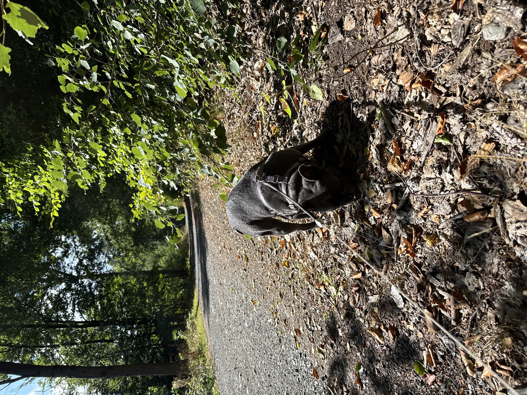 A dark-colored dog is on a gravel path in a wooded area. The dog is wearing a harness and leash and is sniffing the ground. The path is lined with trees and underbrush. The ground is covered with leaves and small stones. Sunlight filters through the trees, casting shadows on the path. The location appears to be a forest or park in Bad Sachsa, Germany.