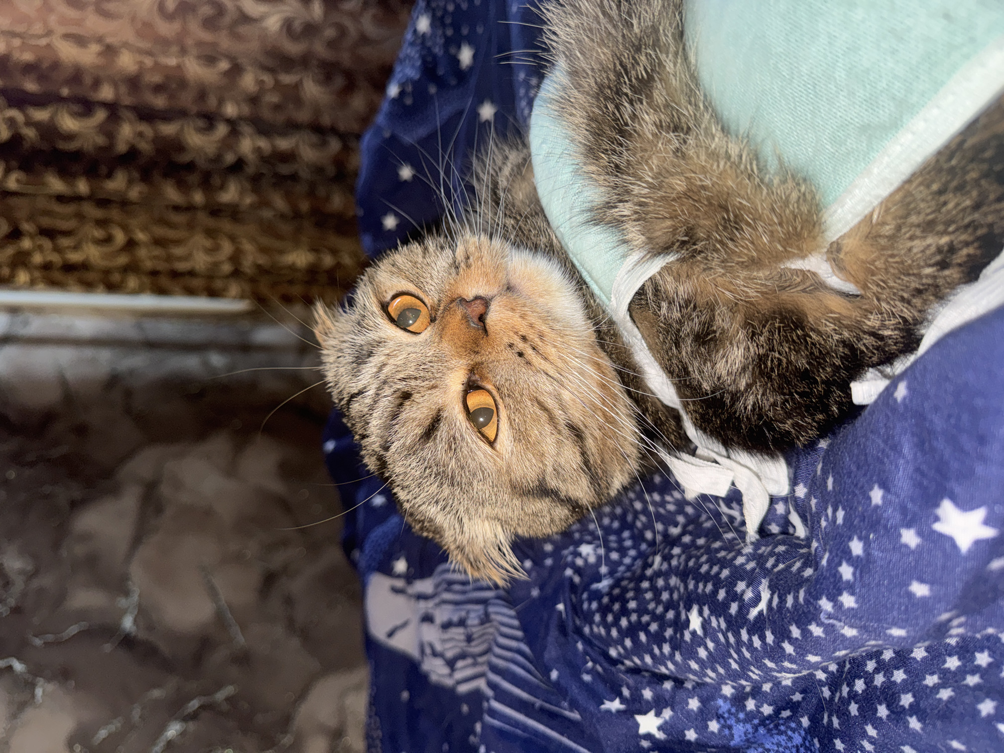 A close-up, eye-level shot shows a Scottish Fold cat with prominent amber eyes and folded ears lying on a blue blanket with white stars. The cat is wearing a light teal post-operative garment that is held in place by white straps. The cat's fur is a mix of brown, black, and tan tabby markings. The background consists of a textured brown curtain and a dark, possibly stone-like surface, dimly lit. The scene is indoors, likely in a residential setting. There is no visible indication of the city of Chaikovsky, Russia.
